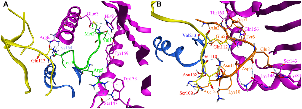 The site view of the interactions between leader peptide (shown as green) and the designed PEPTIDE 3 (shown as orange) with the HLA-E proteins (HLA-E protein is shown as purple, CD94 protein is shown as yellow, NKG2A protein is shown as blue). All hydrogen bonds and residues are labeled. (A) the site view of leader peptide docked with HLA-E; (B) the site view of PEPTIDE 3 with HLA-E.