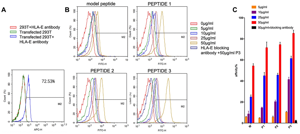 The affinity of targeting peptides increased with the growing of concentration and could be blocked by HLA-E blocking antibody. (A) 293T cells did not express HLA-E, and plasmid transfect 293T cells expressed HLA-E (pB) the affinity of model peptide and PEPTIDE 1-3 increased with the increasing of concentration. Precultured transfected 293T cells with HLA-E blocking antibody, the affinity of P3 disappeared. (C) The statistical chart about the affinity of peptides to HLA-E. All repeated for three times.