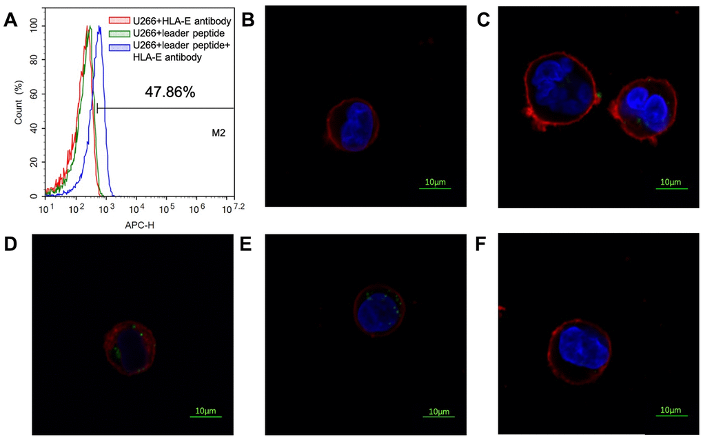 Affinity of PEPTIDE 3 to HLA-E high expressed U266 cells. (A) HLA-E protein was not detected on U266 cells; pretreated U266 cells with leader peptide could induce HLA-E expression. (B) 5μg/ml PEPTIDE 3 interacted with HLA-E high expressed U266 cells; (C) 10μg/ml PEPTIDE 3 interacted with HLA-E high expressed U266 cells; (D) 25μg/ml PEPTIDE 3 interacted with HLA-E high expressed U266 cells; (E) 50μg/ml PEPTIDE 3 interacted with HLA-E high expressed U266 cells obviously; (F) 50μg/ml PEPTIDE 3 could not interacted with HLA-E blocking antibody pre-treated HLA-E high expressed U266 cells. The figures were representing ones and all repeated for three times.