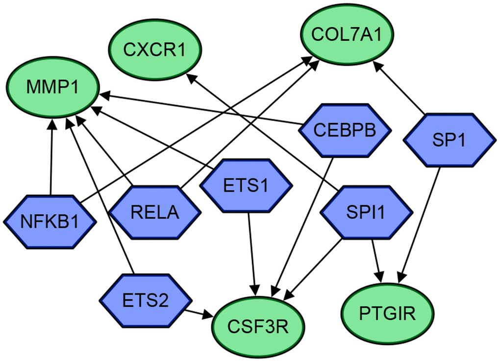 The gene regulatory network diagram of the 5 genes and 7 transcriptional regulators. The blue hexagons are transcriptional regulators, and the green circles are genes. The arrows indicate their regulatory relationships.