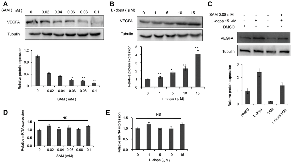 The effects of SAM and L-dopa on the VEGFA expression in primary-HUVECs. (A and B) Western blot analysis of VEGFA protein level in primary-HUVECs treated with indicated concentrations of SAM or L-dopa for 24 h. (C) Western blot analysis of VEGFA protein level in primary-HUVECs treated with combined SAM and L-dopa for 24 h. (D and E) Real-time PCR analysis of VEGFA mRNA level after different concentrations of SAM or L-dopa treatment for 24 h. α-Tubulin was used as an internal normalization control. The quantitative results shown of three independent experiments are means ± SD. The asterisk (* or **) indicates a significant (p 