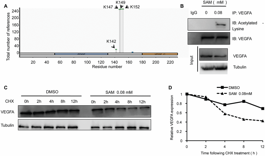 SAM administration enhances the acetylation level of VEGFA in primary-HUVECs. (A) Prediction of acetylation sites in VEGFA protein sequence by PhosphoSitePlus website. (B) The primary cultured HUVECs cells were treated with 0.08 mM SAM for the 24 h, followed by Co-IP with antibody against VEGFA. Immunoprecipitates were immunoblotted with the indicated antibodies. (C) After treated with CHX (20 μg/ml) for the indicated times, protein levels of VEGFA were determined by western blot analyses of lysates from primary-HUVECs treated with indicated concentrations of SAM. (D) Quantification of VEGFA protein levels relative to α-Tubulin.