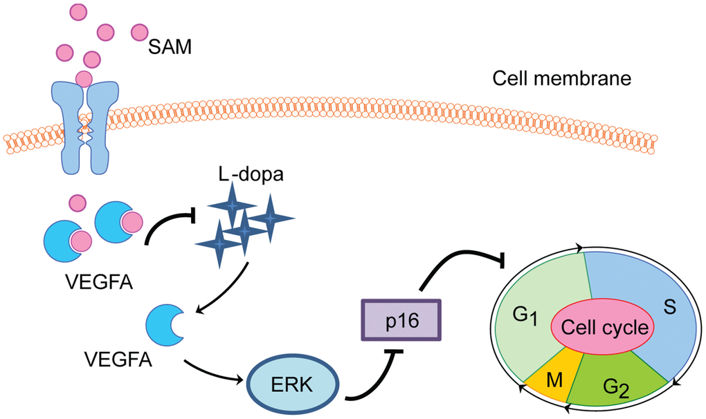Proposed schematic of SAM effect on L-dopa-induced angiogenesis and proliferation in HUVEC cell. SAM intake significantly suppresses the L-dopa-induced VEGFA upregulation. Different from L-dopa treatment, SAM could promote the cell cycle arrest at G1/S phase arrest, accompanied with the decreased tube formation ability and cell proliferation rate. In addition, the data from molecular docking analysis indicates the direct binding ability between SAM and VEGFA.