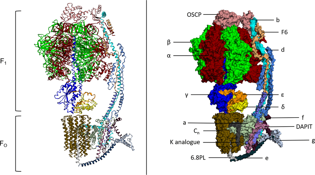 Atomic structure and labelled space fill model of ATP Synthase (S. scrofa). FO and F1 components of the complex both labelled. Individual subunits labelled on the space fill model. This figure was created using image 6J5J from PDB (http://doi.org/10.2210/pdb6J5J/pdbhttps://www.rcsb.org/structure/6J5J) and processed using http://www.sbg.bio.ic.ac.uk/ezmol/.