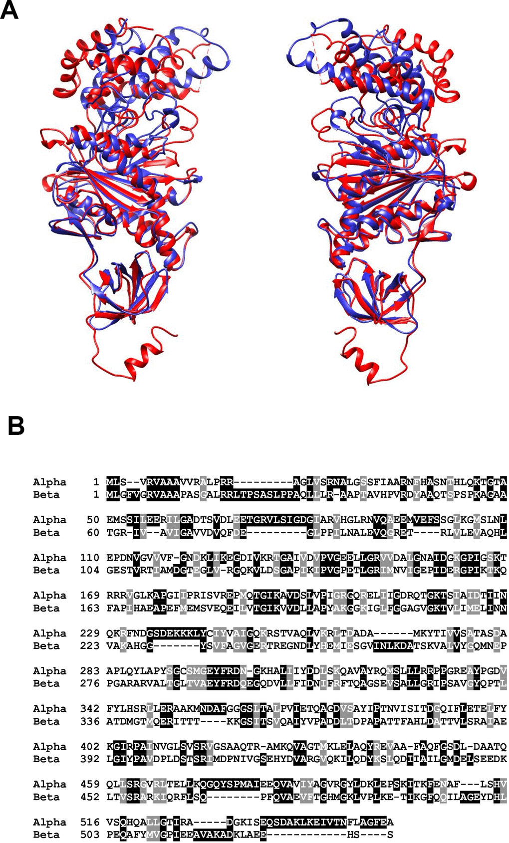 (A) Structural alignment of the alpha (red) and beta (blue) subunits of mitochondrial ATP synthase in S. scrofa. Both subunits are reproduced from image 6J5J in PDB (https://www.rcsb.org/structure/3ZIAhttp://doi.org/10.2210/pdb3ZIA/pdb) and processed using http://www.cgl.ucsf.edu/chimera/. (B) BLAST alignment of the primary amino acid sequences of H. sapiens alpha (UniProt P25705) and beta (UniProt P06576) subunits performed using https://blast.ncbi.nlm.nih.gov/Blast.cgi?PAGE=Proteins.