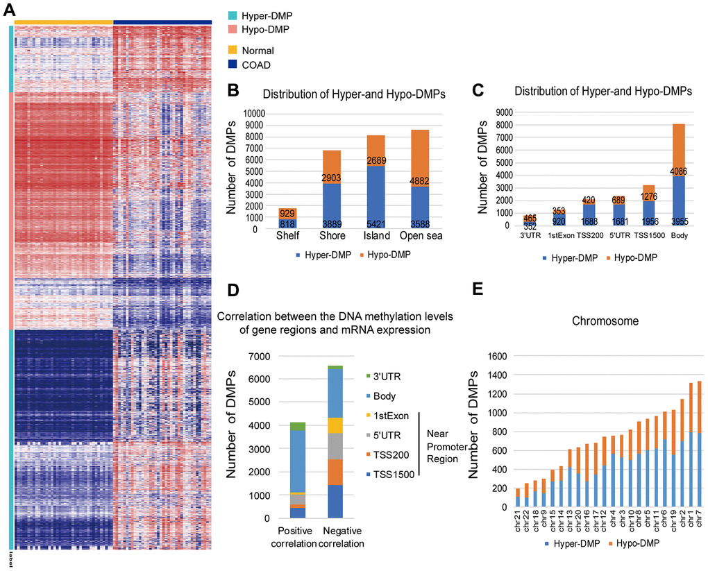 Distribution of DMPs. (A) Unsupervised hierarchical clustering and heat map display of the methylation levels of the Hyper- and Hypo-DMPs in 25 paired COAD and normal samples from TCGA. (B) The distribution of Hyper-DMPs and Hypo-DMPs in different genomic region types. Island, a CpG site located within a CpG island; Shore, a CpG site located Shelf, a CpG site located > 2 kilobases from a CpG island; Open sea, a CpG site not in an island or annotated gene. (C) The numbers and ratios of Hyper-DMPs and Hypo-DMPs according to their distance from the promoter. TSS1500, 200-1500 base pairs upstream of the transcription start site; TSS200, 200 base pairs upstream of the transcription start site; 5′UTR, 5′ untranslated region; 1st Exon, exon 1; 3′UTR, 3′ untranslated region. (D) The positional distribution (in terms of promoter distance) of the DMPs in which the methylation level correlated positively or negatively with the expression of the corresponding gene (FDR E) Chromosome distribution of Hyper-DMPs and Hypo-DMPs. Chr: chromosome.