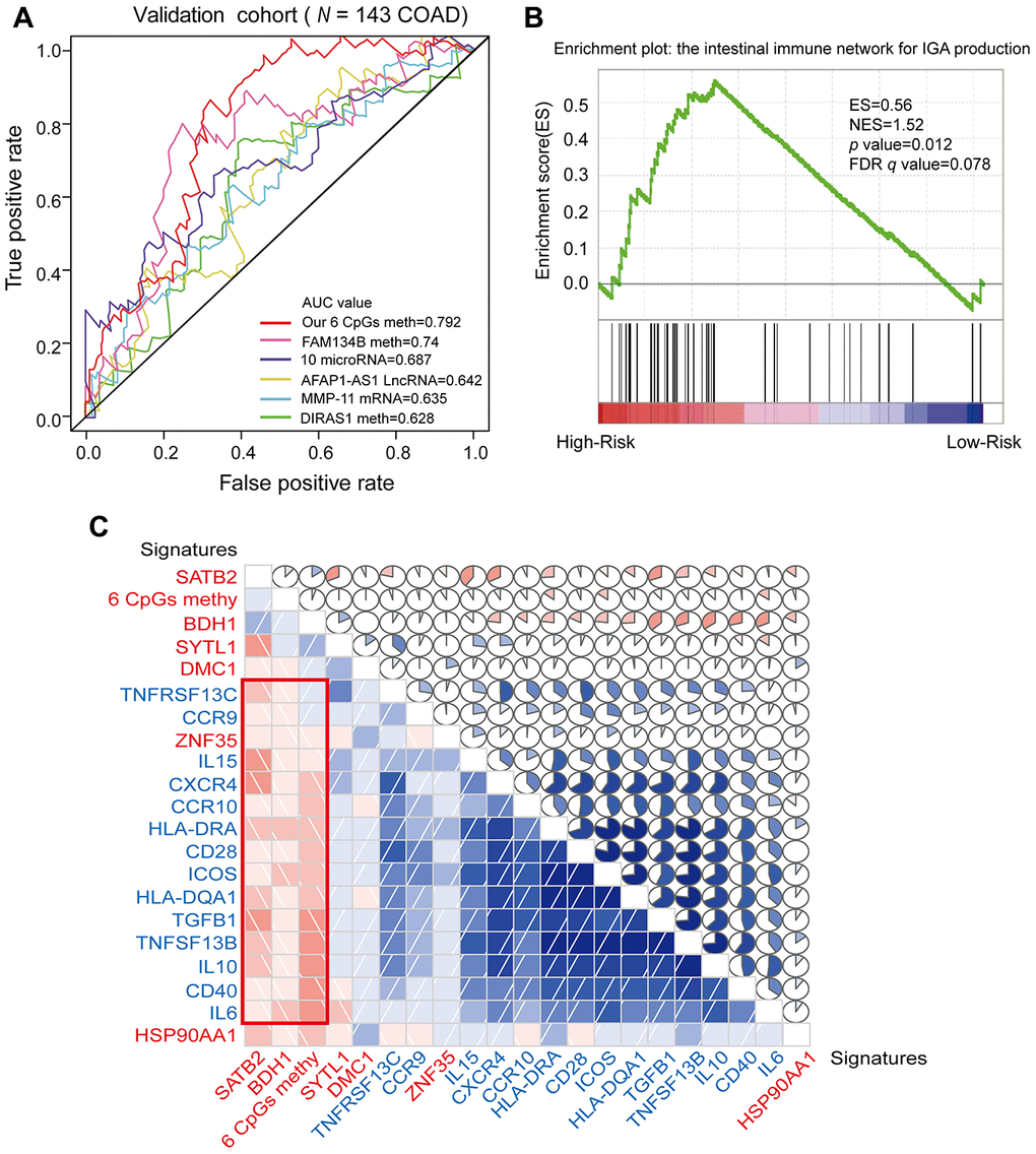 ROC analysis of different prognostic biomarkers and functional enrichment analysis of the corresponding genes. (A) ROC curve showing the sensitivity and specificity of our prognostic model and other known models in predicting the OS of patients in the validation cohort from TCGA. (B) COAD samples were divided into high-risk and low-risk groups, and the enrichment of IINIP pathway gene expression was analyzed using GSEA. ES, concentration fraction; NES, standardized ES; p-value, normalized p-value; FDR q-value, p-value corrected by the FDR method. (C) Correlation of the expression of the core enrichment genes from the IINIP pathway, the combined methylation level of our prognostic model and the expression of the genes corresponding to the individual CpG sites of the COAD prognostic biomarkers. The red signature represents the expression of the genes corresponding to the six CpG sites and the six-site combined methylation value; the blue signature represents the expression of the core enrichment genes in the IINIP pathway. Lower triangle: grids showing the correlation between two signatures, where blue indicates a positive correlation and red indicates a negative correlation. Upper triangle: circles represent the one-to-one correlation coefficients, differentiated by the fill area and intensity of shading. Blue indicates a positive correlation and red indicates a negative correlation.