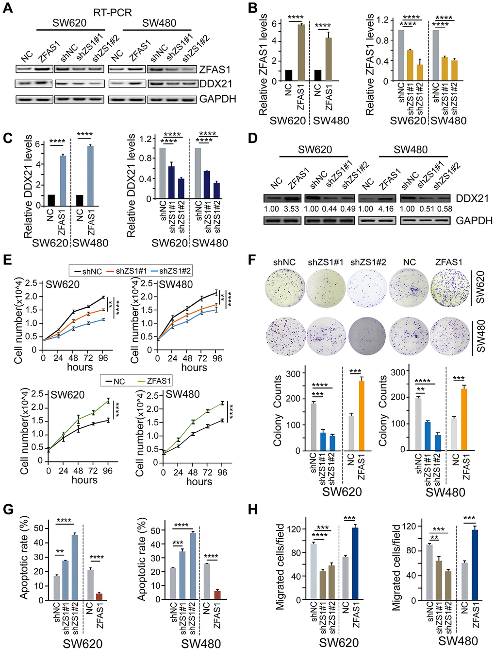 The effect of lncRNA ZFAS1 on CRC cell biological characteristics by regulating DDX21. (A and B) The expression of lncRNA ZFAS1 after overexpression or silencing lncRNA ZFAS1 in SW620 and SW480 cells by RT-PCR (A) and qPCR assay (B). (C and D) The mRNA and protein levels of DDX21 expression after interfering lncRNA ZFAS1 expression in both SW620 and SW480 cells detected by qPCR assay (C), and western blot (D). (E) Cell number monitoring assays showed the cell proliferative variation after ectopic or knockdown lncRNA ZFAS1 in SW620 and SW480 cells. (F) Cell colony formation assays were performed to identify the cell cloning capability upon lncRNA ZFAS1 silencing or overexpressing in SW620 and SW480 cells. n = 3 independent experiments. (G) The percentage (%) of cell apoptosis was detected upon lncRNA ZFAS1 overexpressing or silencing in SW620 and SW480 cells by Flow cytometry. n = 3 independent experiments. (H) The migration ability was determined after ectopic or knockdown lncRNA ZFAS1 in SW620 and SW480 cells. n = 3 independent experiments. Data were shown as mean ± s.d.. * P P P P 