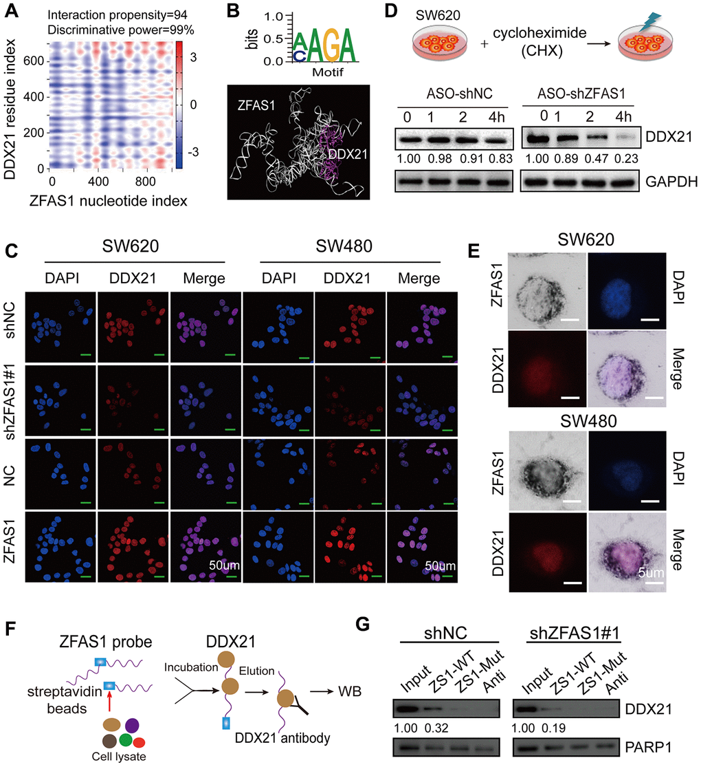 Identification of the direct interaction between lncRNA ZFAS1 and DDX21 protein. (A) Bioinformatics online database predicting the specific binding sequence and domain of lncRNA ZFAS1 secondary structure and DDX21 protein. (B) CLIP database illustrating the critical motif of lncRNA ZFAS1 (AAGC/CAGA) interacting with DDX21; MOE multi-functional docking platform showing the specific docking sites between ZFAS1 tertiary structure and DDX21 protein. (C) The DDX21 was determined the cellular localization and expression levels after knocking down or overexpressing lncRNA ZFAS1 in SW620 and SW480 cells by IF assays (C). Scale bar = 50μm. (D) The protein expression levels of DDX21 were determined by translation inhibition assay. (E) Co-localization of lncRNA ZFAS1 and DDX21 protein detected by the combination of ISH and IF assays in SW620 and SW480 cells. Scale bar = 5μm. (G and F) RNA pull-down followed by western blot showing the direct interaction of the ZFAS1-WT, ZFAS1-Mut, and antisense RNA probes with DDX21 protein after lncRNA ZFAS1 knockdown.