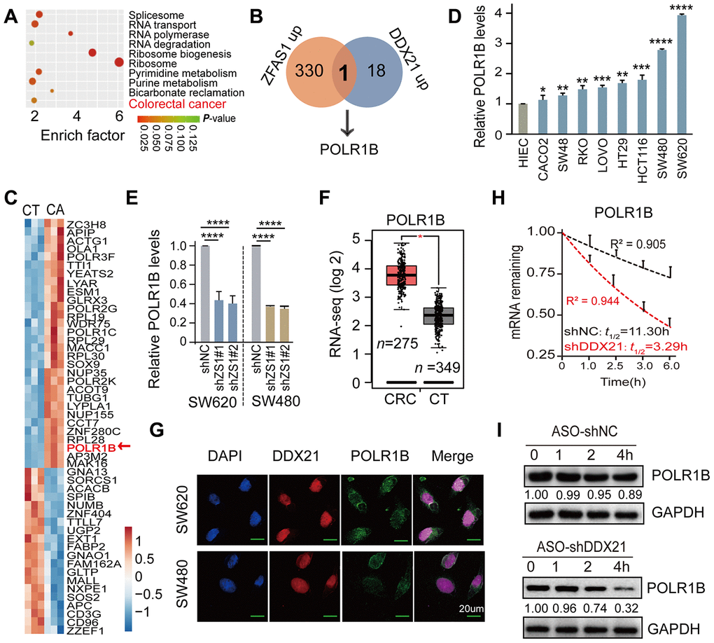 POLR1B is a critical target of lncRNA ZFAS1 interacting with DDX21. (A) KEGG and GO analysis enriched the co-expression target genes and the top 10 cellular function components affected by lncRNA ZFAS1 and DDX21. (B) The intersection of co-expression downstream genes between lncRNA-ZFAS1 up-regulation and DDX21 up-regulation. (C) The hierarchical clustering heat map showing the DDX21 related target genes in CRC patient tissues and their matched paired adjacent-tumor samples (n = 3). Red in heat map denotes up-regulation. Blue denotes down-regulation. (D) The expression of POLR1B in CRC cells including SW480, SW620, HCT116, SW48, CACO2, LOVO, HT29, and RKO cells and in normal intestinal epithelial HIEC cell assayed by the qPCR method. GAPDH was selected as an internal control. (E) The mRNA expression of POLR1B and POLR1A after lncRNA ZFAS1 knockdown in SW620 and SW480 cells by qPCR assay. (F) RNA-seq data showing the log 2 gene expression of POLR1B in CRC patients tissues (n = 275) and the normal controls (n = 375) based on the TCGA dataset (http://gepia.cancer-pku.cn/). (G) Co-localization of POLR1B protein and DDX21 protein detected by IF assays in SW620 and SW480 cells. Scale bar = 20μm. (H) RNA stability assay detected the POLR1B mRNA decay after knockdown DDX21 expression. (I) The protein expression levels of POLR1B were measured by translation inhibition assays treated with CHX. Data were shown as mean ± s.d.. Two-tailed Student’s t-tests were used. *P P P P 