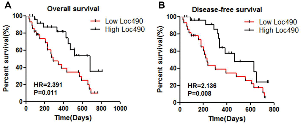 Low expression of Loc490 indicates poor prognosis of GC. (A) Overall survival; (B) Disease-free survival.