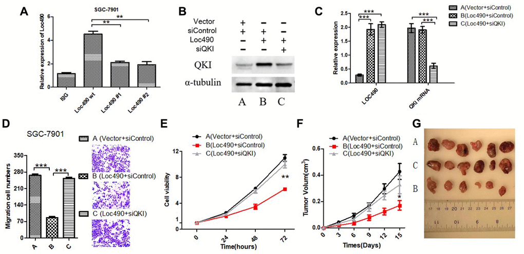 Inhibit QKI expression by interfering Loc490 expression in GC cells and affect the biological behavior. (A) Loc490 mutations at two binding sites; (B, C) Expression of Loc490 and QKI; (D, E). Invasion and proliferation assay results in SGC-7901 cells; (F) Tumor volume in each group of nude mice; (G) Representative tumors from each group are shown after three weeks (time calculated one week after the subcutaneous inoculation of the nude mice). (A: Vector + siControl, B: Loc490 + siControl, C: Loc490 + siQKI). Scale bars: 100 μm. Data represent the mean and SD from three experiments. **p 