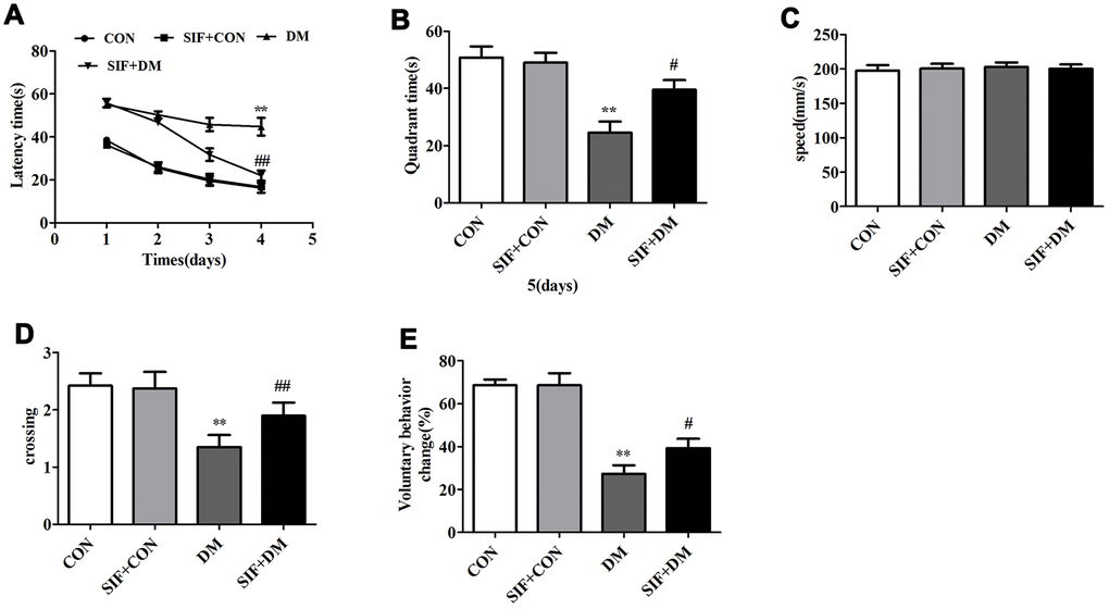 Effect of SIF on the spatial memory of diabetic rats. (A) Time (seconds) spent finding the platform submerged under the water at days 1-4; (B) Exploration time (seconds) spent in the target quadrant that contained the platform at day 5; (C)The rats in all three groups displayed no difference in swim speed. (D) The number of times the rats crossed the target quadrant. (E) The percentage of self-changing behavior in the Y maze of the rats. The results are shown as the mean±standard deviation (n=10 per group). *p ##p #p ##p 