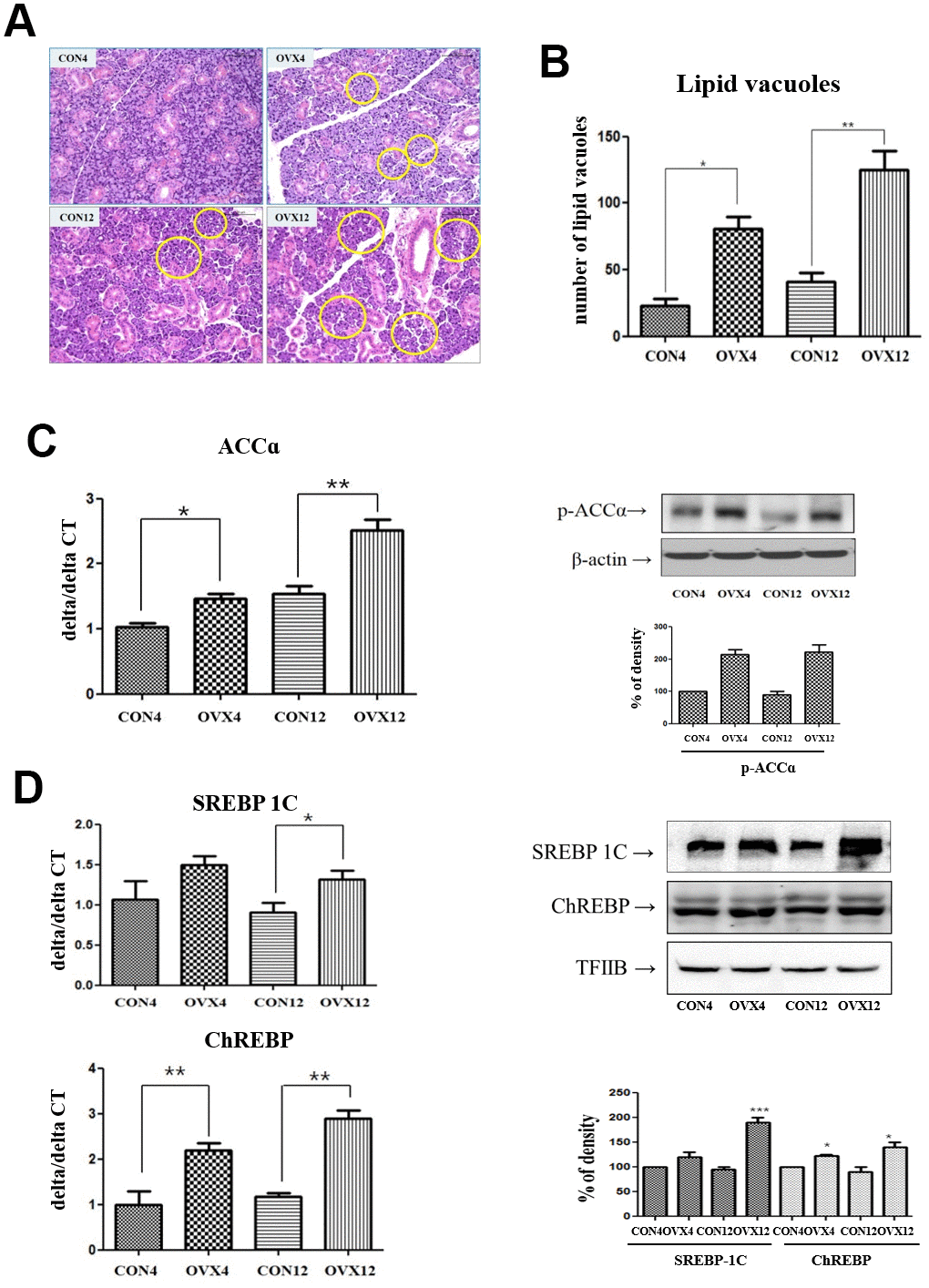 Lipid deposition in submandibular gland and lipogenesis analysis. (A) Lipid vacuoles (yellow circle) of submandibular gland detected by H & E staining. (B) Morphometric analysis of lipid vacuoles in the CON and OVX groups. (C), (D) Real time PCR and western blots of lipogenesis –related gene; ACC alpha and transcription factors; SREBP-1C and ChREBP expression in the CON and OVX groups. Two-way ANOVA test. *ppp