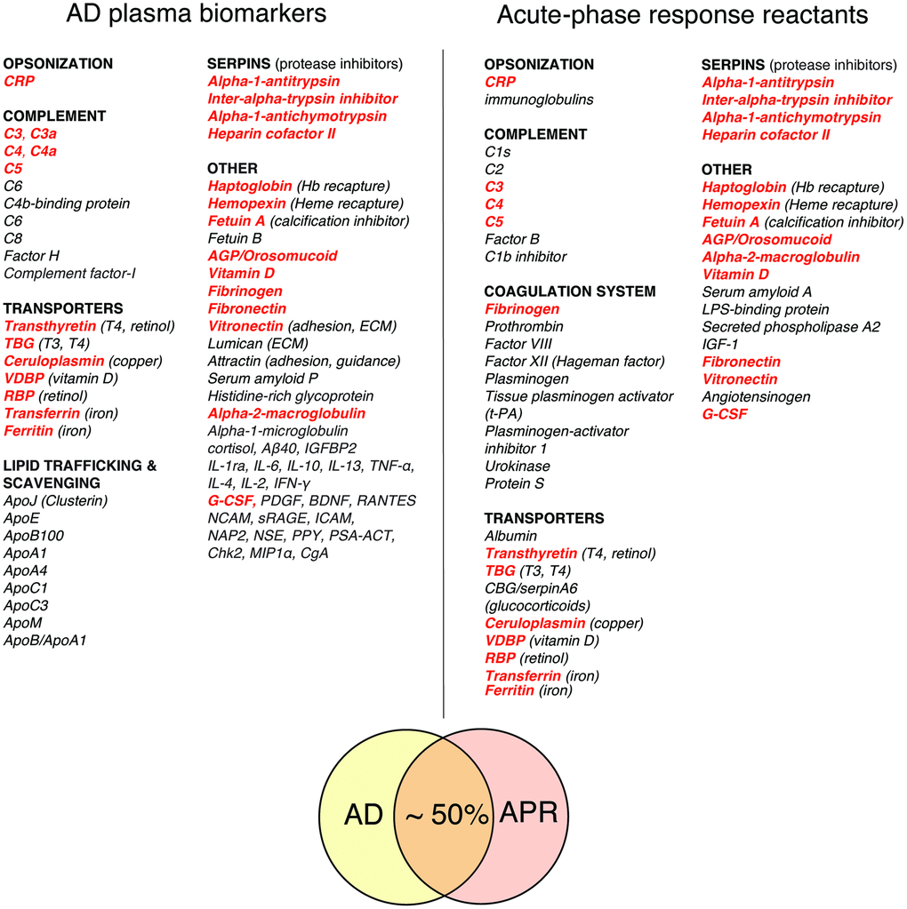Comparison of AD plasma biomarkers and classical acute-phase response reactants. Shared factors are highlighted in bold red. Most AD biomarkers that are not classical acute phase response reactants represent either APR-related proteins or locally produced stress and/or signaling factors (see discussion in the text). Abbreviations: CRP (C-reactive protein); TBG (thyroxine-binding globulin); CBG (corticosteroid-binding globulin, alias transcortin, serpin A6); VDBP (vitamin D-binding protein); RBP (retinol-binding protein); AGP (alpha-1-acid glycoprotein, a.k.a. orosomucoid); IGF-1 (insulin-like growth factor 1); G-CSF (granulocyte colony-stimulating factor); Aβ40 (amyloid-beta 1-40); IGFBP2 (insulin-like growth factor-binding protein 2); IL-1ra (interleukin 1 receptor antagonist; IL-6, IL-10, IL-13, IL-4, IL-2 (interleukins 6, 10, 13, 4, and 2, correspondingly); TNF-α (tumor necrosis factor alpha); IFN-γ (interferon gamma); PDGF (platelet-derived growth factor); BDNF (brain-derived neurotrophic factor); RANTES (regulated on activation normal T cell expressed and secreted, a.k.a. CCL5, chemokine (C-C motif) ligand 5); NCAM (neural cell adhesion molecule); sRAGE (soluble receptor for advanced glycation end-products); ICAM (intercellular adhesion molecule); NAP2 (nucleosome assembly protein 2); NSE (neuron-specific enolase); PPY (pancreatic polypeptide); PSA-ACT (prostate-specific antigen-alpha-1-chymotrypsin complex); Chk2 (serine/threonine-protein kinase Chk2); MIP1α (macrophage inhibitory protein 1-alpha); CgA (chromogranin A); ApoJ (Clusterin), ApoE, ApoB100, ApoA1, ApoA4, ApoC1, ApoC3, ApoM, and ApoB (apolipoproteins J, E, B100, A1, A4, C1, C3, M, correspondingly). Compilation references: acute-phase response reactants [49, 52, 53, 57, 58]; AD plasma biomarkers [59–63].