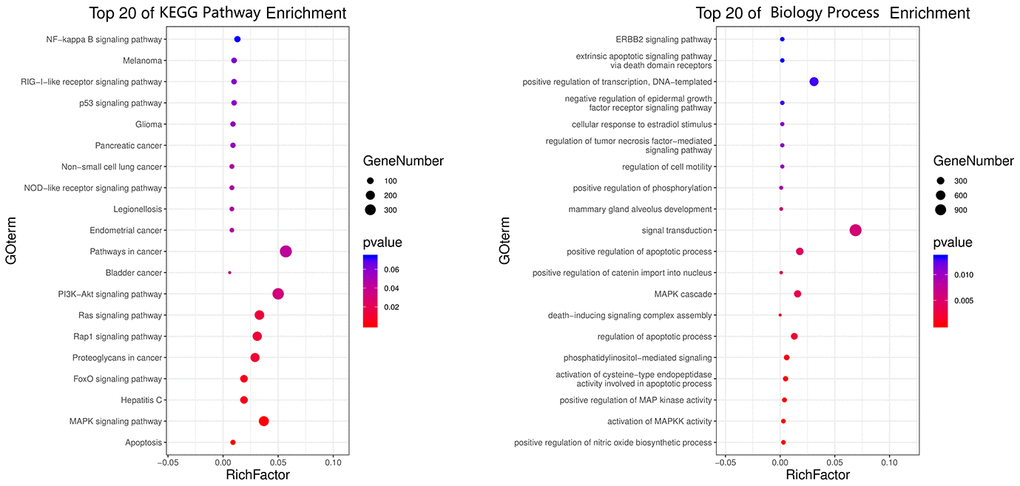 All top 20 biological processes and molecular pathways of calycosin-anti- meningitis from enrichment analyses were revealed and visualized.