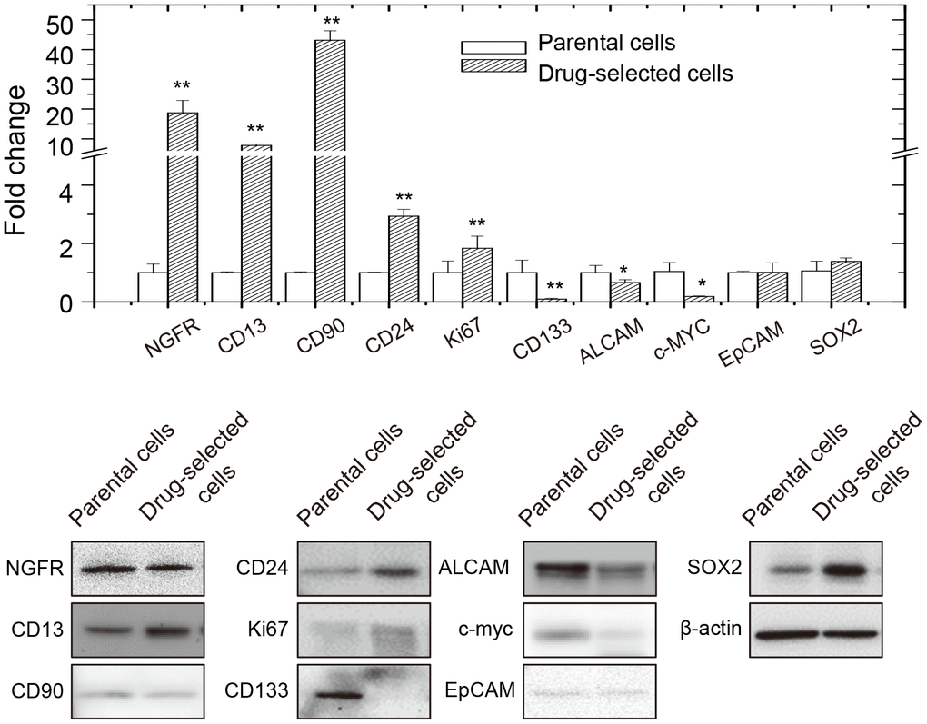 Expression of melanoma-stem markers in parental or drug-selected cells as analyzed by qPCR and western blot.