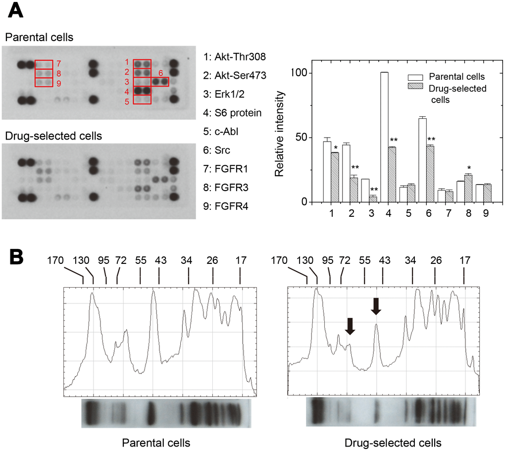 Drug-selected melanoma cells had lower levels of kinase activation than parental cells. (A) phosphor-kinase antibody array showed differential levels of different phosphor-proteins in parental or drug-selected cells. The quantification of blot intensities were shown (n=2; data were mean ±SD; *, p B) Western blot analysis of phosphor-tyrosine proteins in parental or drug-selected cells. Significantly lower levels of phosphor-proteins in drug-selected cells were indicated by arrows. Line-histograms were generated by Image J.