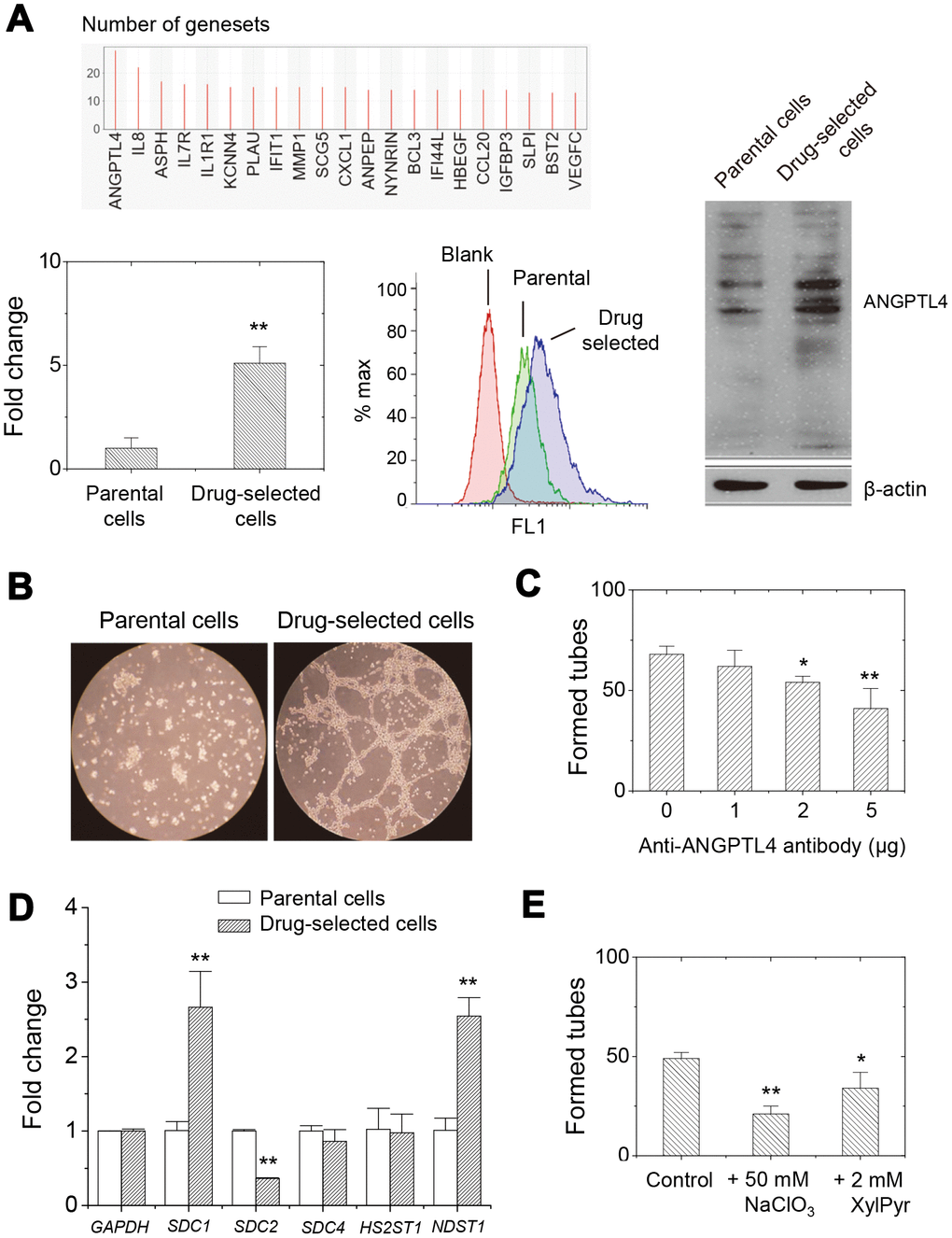 Higher expression of ANGPTL4 in drug-selected cells contributed to angiogenic activity through glycosaminoglycan modification on proteoglycans. (A) GSEA analysis showed that ANGPTL4 was the enriched in the gene sets related to oncogenic features. qPCR and western blot analysis demonstrated the higher expression level of ANGPTL4 in drug-selected cells. (B) Tube formation assay showed significantly connected and aligned cells by drug-selected cells, but not seen by parental cells. (C) Pretreatment with anti-ANGPTL4 antibody reduced tube-forming activity of drug-selected cells. (n=4; data were mean ±SD; **, p p D) qPCR analysis at expression of several heparan-sulfate proteoglycans (SDC1, SDC2, and SDC4) and sulfate transferases (HS2ST1 and NDST1) in parental and drug-selected cells. (E) Pretreatment with chemical inhibitors to reduce sulfate groups (by NaClO3, sodium chlorate) or carbohydrate chain biosynthesis (by XylPyr, xylopyroside) inhibited tube-forming activity of drug-selected cells. (n=4; data were mean ±SD; **, p p 