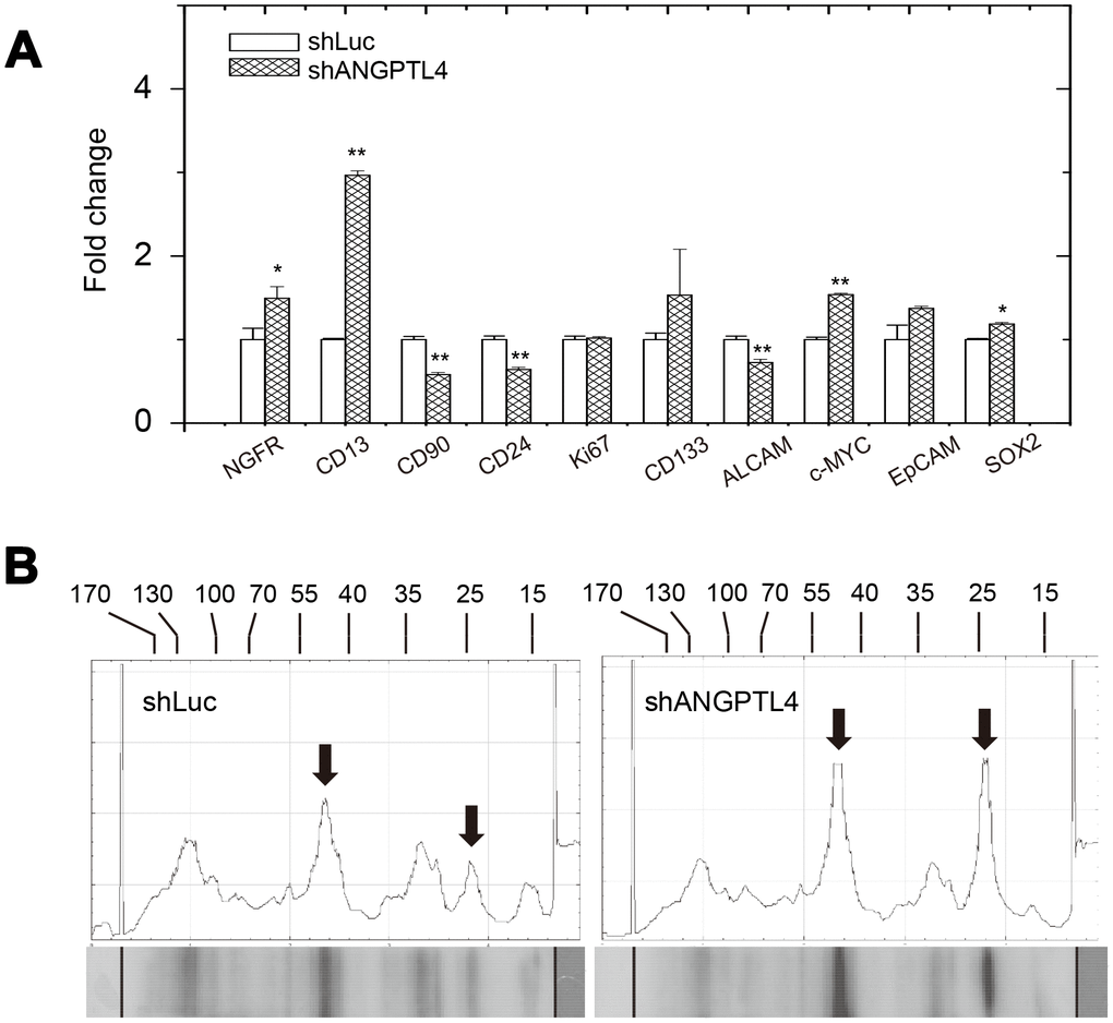 Effects of suppression of ANGPTL4 expression on melanoma-stem marker expression and phosphor-protein expressions in drug-selected cells. (A) Effect of the ANGPTL4 suppression on expression of melanoma-stem markers in drug-selected cells as analyzed by qPCR. (B) Effect of the ANGPTL4 suppression on expression of phosphor-tyrosine proteins in drug-selected cells as analyzed by western blot analysis. Significantly higher levels of phosphor-proteins in drug-selected cells were indicated by arrows. Line-histograms were generated by Image J.