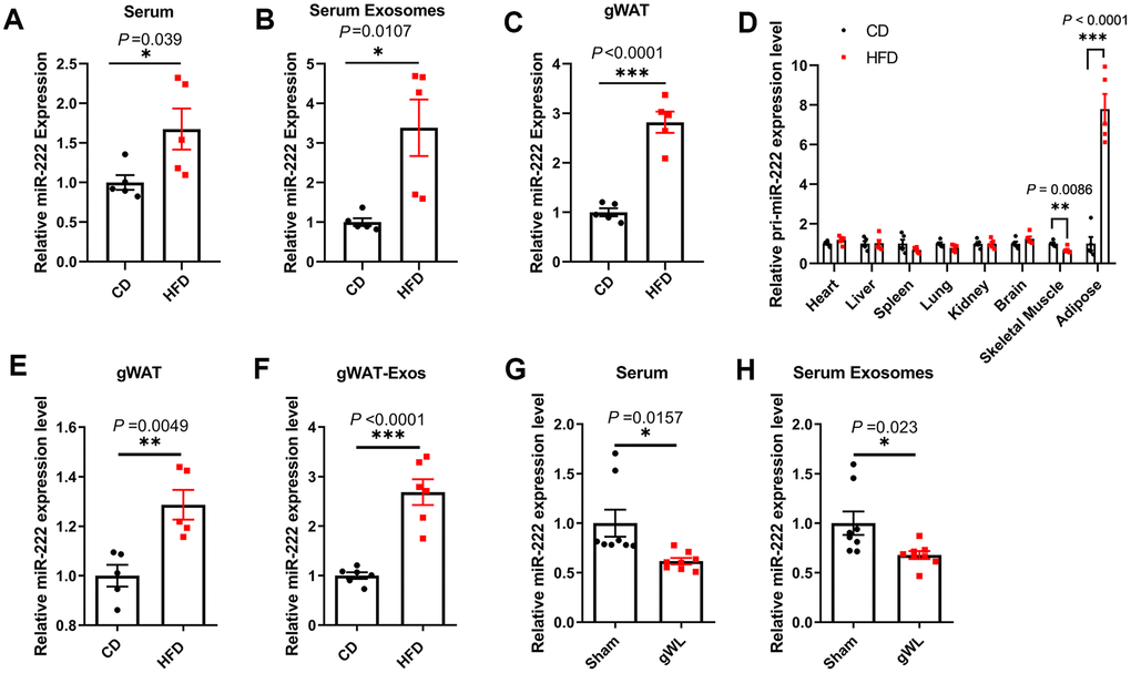 Gonadal adipose tissues are the major source of the elevated miR-222 in the serum and serum exosomes of high-fat diet (HFD)-induced obese model mice. (A–C) QRT-PCR analysis shows the relative miR-222 levels in the (A) serum, (B) serum exosomes, and (C) gonadal white adipose tissues (gWAT) harvested from the male CD-fed or HFD-fed mice (n=5 per group). (D) QRT-PCR analysis shows the relative levels of pri-miR-222 in the heart, liver, spleen, lung, kidney, brain, skeletal muscle and gonadal adipose tissue harvested from the male CD-fed or HFD-fed mice (n=5 per group). (E, F) QRT-PCR analysis shows the relative expression of miR-222 in the (E) in-vitro cultured gWAT tissue slices from CD-fed and HFD-fed mice (n=5 per group) and (F) exosomes from the culture medium of the in vitro cultured gWAT tissue slices from the CD-fed and HFD-fed mice (n=6 per group). The samples were extracted after in vitro culturing for 48h. (G, H) The relative levels of miR-222 in the (G) serum and (H) serum exosomes from gWAT-lipectomized (gWL) and sham-operated (Sham) HFD mice (n=8 per group). Note: The data are presented as the means ± SE. * P P P 