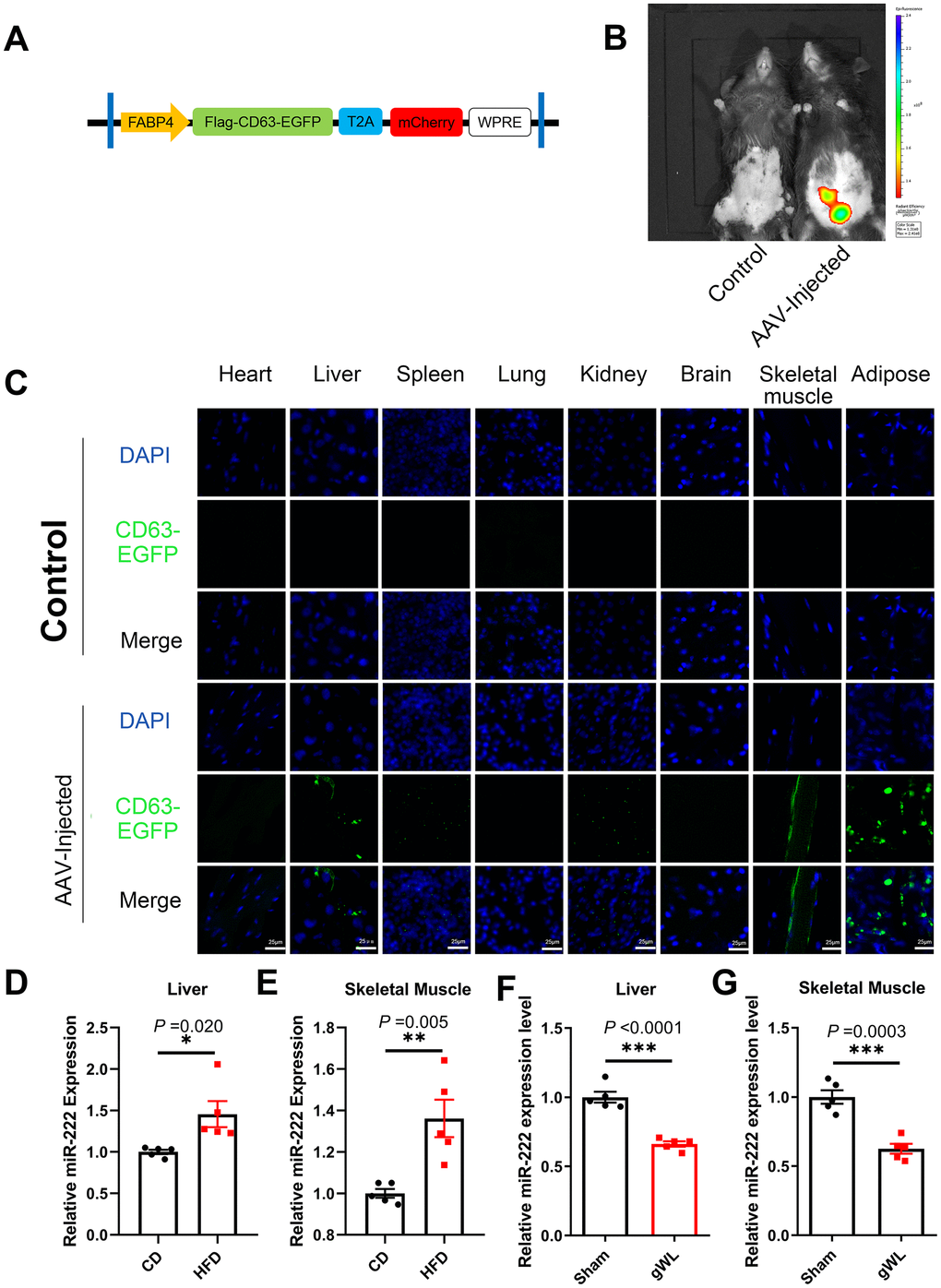 Liver and skeletal muscle are the major target tissues of gWAT-derived exosomal miR-222. (A) Diagrammatic representation of the AAV plasmid vector construct, HBAAV2/9-FABP4-3xflag-CD63-EGFP-T2A-mCherry. (B) Representative images show the in vivo imaging results in control (left) and AAV-injected (right) mice. The distribution of mCherry was detected. The expression of mCherry was observed in the gWAT of the AAV-injected mouse but was absent in the control. (C) Representative confocal microscopic images show the tissue distribution of the gWAT-derived exosomes that are marked by CD63-EGFP (green). The nuclei are stained using DAPI (blue). (D, E) QRT-PCR analysis results show the relative expression of miR-222 in the (D) liver and (E) skeletal muscle tissues from the CD-fed and HFD-fed mice (n=5 per group). (F, G) QRT-PCR analysis results show the relative expression of miR-222 in the (F) liver and (G) skeletal muscle tissues from gWAT-lipectomized (gWL) and sham-operated (Sham) HFD mice (n=5 per group). The data are presented as the means ± SE. * P P P 