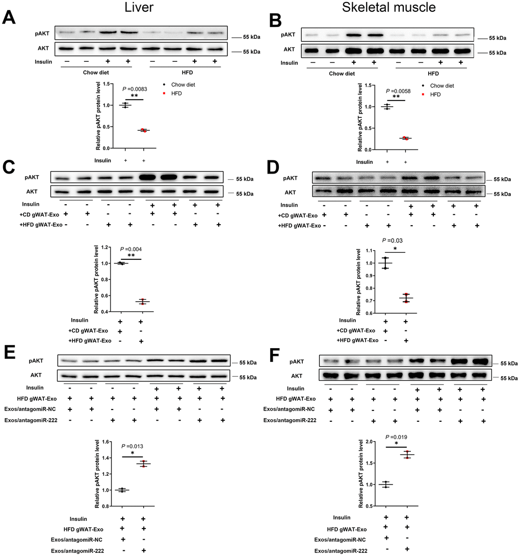 The gWAT-derived exosomal miR-222 impairs insulin signaling in the liver and skeletal muscle tissues of HFD-fed obese model mice. (A, B) Western blot analysis shows the phospho-AKT and AKT protein levels in the (A) liver and (B) skeletal muscle tissues from the CD-fed and HFD-fed mice. (C, D) Western blot analysis shows the phospho-AKT and AKT protein levels in the (C) liver and (D) skeletal muscle tissues in 8-week old wild-type mice continuously injected via the tail vein for 7 days with exosomes secreted by the adipose tissues from CD-fed or HFD-fed mice. (E, F) Western blot analysis shows the phospho-AKT and AKT levels in the (E) liver and (F) skeletal muscle tissues of mice continuously injected for 7 days via the tail vein with HFD-gWAT-derived exosomes plus 293T exosomes (containing antagomiR-NC or antagomiR-222). Note: For the in vivo insulin-stimulated AKT phosphorylation assay, the mice were injected with 0.75 IU/kg body weight insulin (i.p.) and sacrificed after 15 min. The phospho-AKT levels were normalized to the total AKT levels. The data are presented as the means ± SE; * P P P 