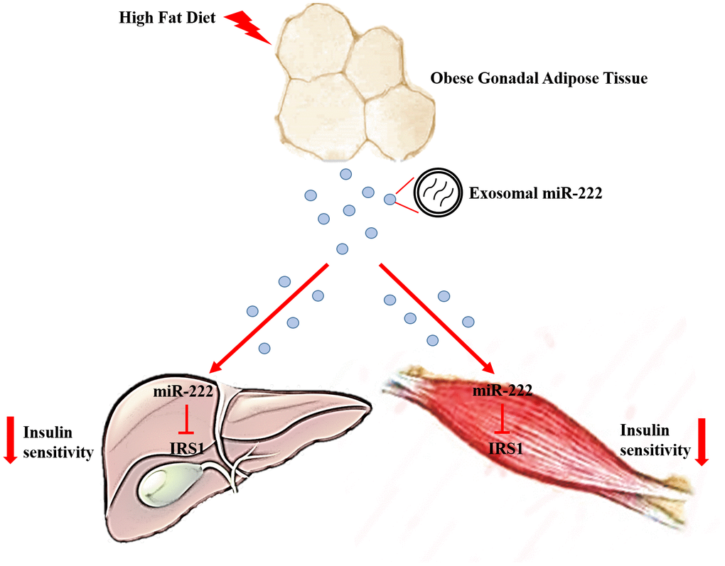 Excessive secretion of gWAT-derived exosomal miR-222 promotes obesity-induced insulin resistance. Upregulation of circulating gWAT-derived exosomal miR-222 promote insulin resistance by repressing IRS-1 expression in the liver and skeletal muscle tissues of the HFD-fed obese model mice.