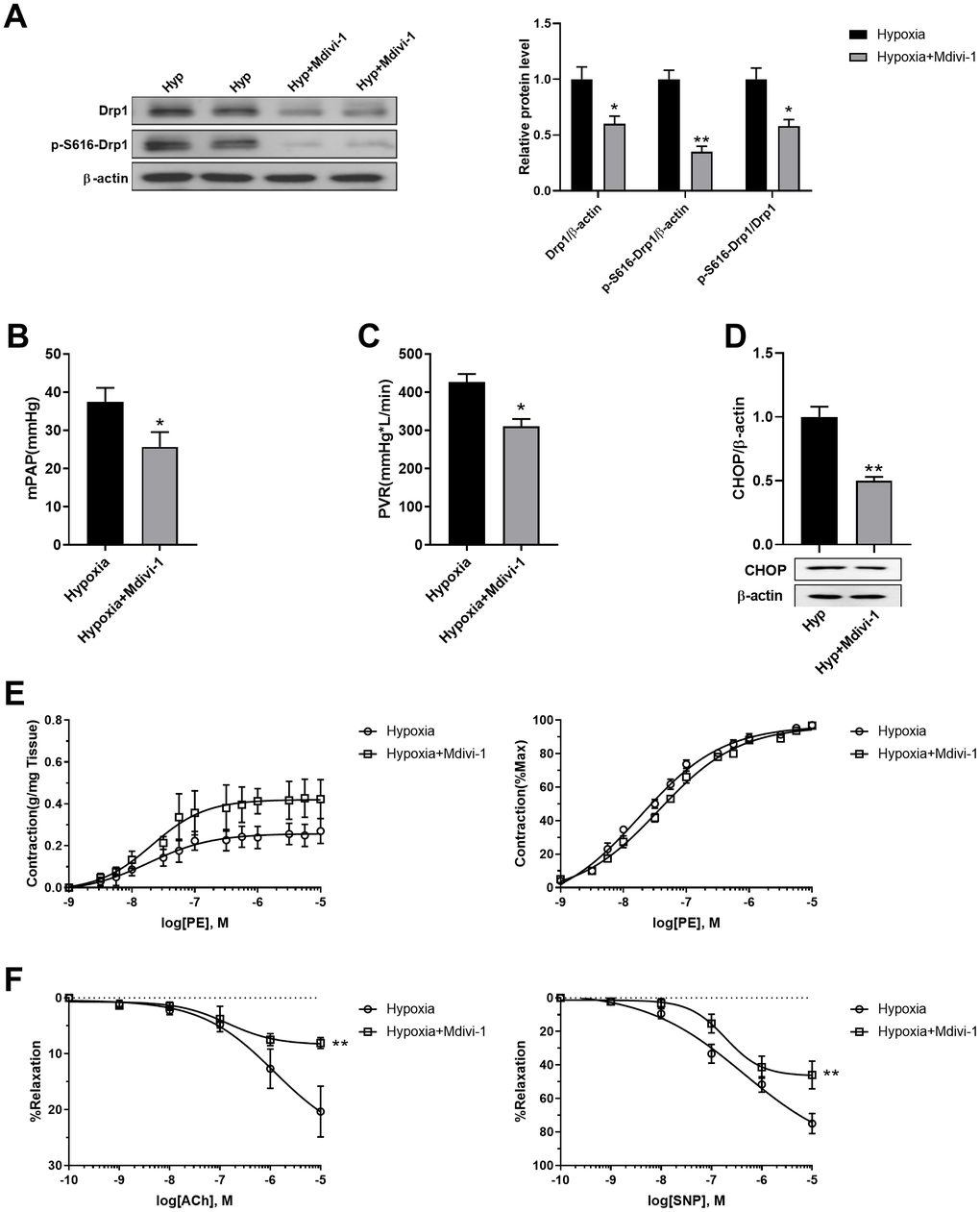 Inhibition of mitochondrial fragmentation using Mdivi-1 improved pulmonary artery smooth muscle function in response to hypoxia in vivo. (A) Mdivi-1 treatment decreased Drp1 and Drp1 phosphorylation at serine 616 in PASMCs of hypoxic rats. Twenty micrograms of protein was loaded in each lane. (B, C) Mdivi-1 treatment decreased both mPAP and PVR in hypoxia rats. (D) Mdivi-1 treatment deceased ER stress as detected by CHOP in isolated endothelium-denuded pulmonary arteries from hypoxic rats. Twenty micrograms of protein was loaded in each lane. (E, F) Mdivi-1 treatment improved PE-induced vasoconstriction (E) and ACh/SNP-induced vasodilation (F) in isolated pulmonary arteries from hypoxic rats. *, p p 