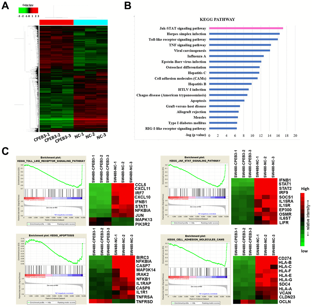Overexpression of CPEB3 inhibits a cluster of signaling pathways associated with tumor progression in colorectal cancer cells. (A) Microarray analysis was applied to screen the mRNAs which can be regulated by CPEB3. (B) Canonical pathway enrichment of whole genome expression in SW480-CPEB3 and SW480-NC cell lines was analyzed based on KEGG pathway database. (C) Gene set enrichment analysis results for all fold changes calculated between SW480-CPEB3 and SW480-NC cells were shown on the left and the heatmap analysis of genes in each signaling pathway were displayed on the right. Red represents high expression levels and green represents low expression levels.