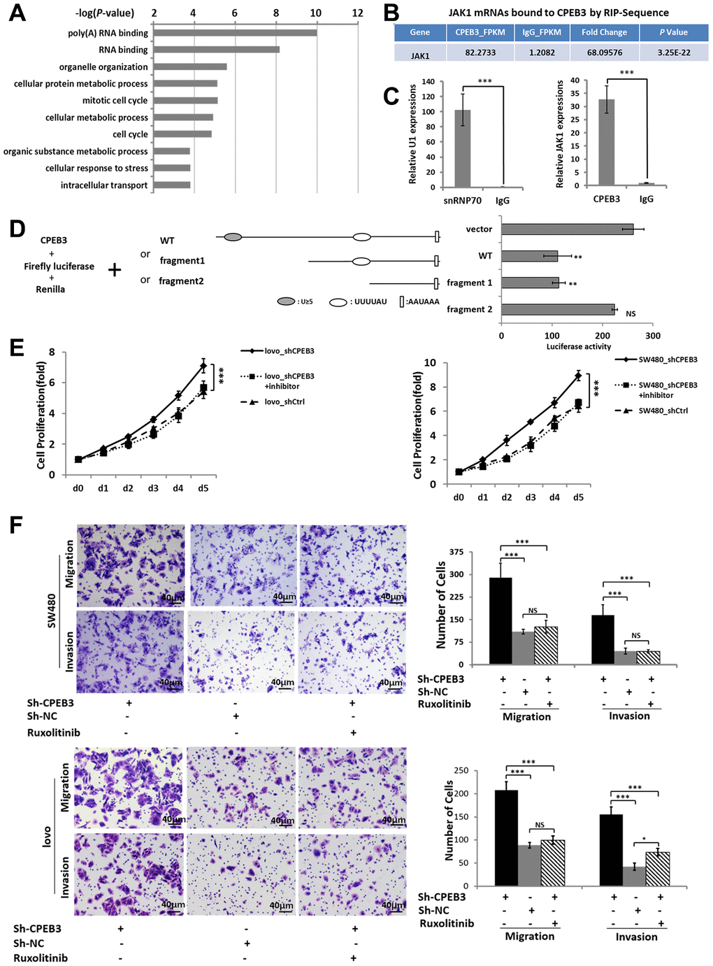 CPEB3 directly targets the 3’UTR of JAK1 and regulates colorectal cancer proliferation and metastasis via CPEB3/JAK/STAT axis. (A) High-throughput sequencing analysis of mRNAs bound to CPEB3 in SW480 cells showed the top 10 significantly enriched terms using Gene ontology analysis. (B) RNA immunoprecipitation and high-throughput sequencing analysis showed that JAK1 mRNA was significantly enriched in CPEB3 immunoprecipitates. (C) The combination of JAK1 mRNA and CPEB3 was further validated by RIP-qPCR. IgG and SnRNP70 are used as the negative and positive control respectively. Data are shown as mean ± SD (***PD) Luciferase reporter plasmid appended with different 3’UTR fragments of JAK1 mRNA were co-transfected with CPEB3 in the HEK-293T cell line, and luciferase activity was detected. Data are displayed as the means ± SD (**PE, F) Impairment of JAK/STAT pathway by Ruxolitinib could reverse the effect of CPEB3 down-regulation on proliferation ability by CCK-8 assay (E) as well as the migration and invasion ability by transwell assays (original magnification, ×400) of colorectal cancer cell lines. (F).