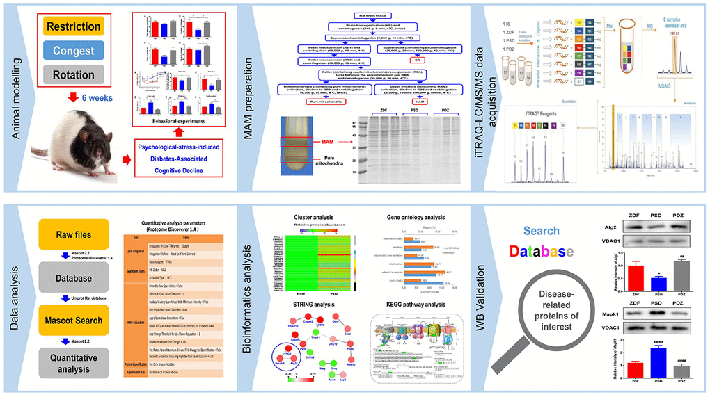 Proteomics workflow. An animal model of PS-induced diabetes-associated cognitive decline was established by exposure to three chronic psychological stressors. Fresh brain tissue MAM was extracted using gradient centrifugation, sample lysis was performed, and proteins were detected by an iTRAQ 8-plex. Following digestion and labelling, the samples were pooled, the peptides were fractionated by EASY-nLC1000 chromatography, and fractions were subsequently analyzed by standard LC-MS/MS. Peptides were identified and quantified based on their iTRAQ reporter area and relative protein quantification was inferred from these values. Key proteins were screened based on bioinformatics analysis and public databases were searched to further screen for differentially expressed proteins closely related to disease, for validation.