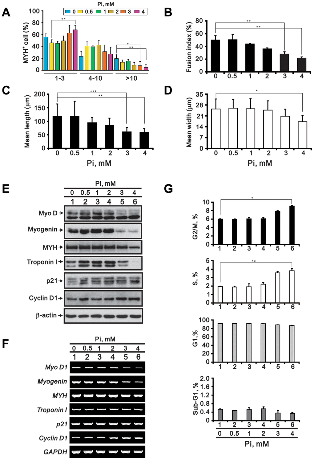 High Pi impairs C2C12 cell differentiation. C2C12 cells were differentiated in DMEM/HG plus 2% HS for 3 days and treated for an additional 24 h with the indicated Pi concentrations. The cells were then collected and processed for the following analyses: (A) Number of nuclei per myotube (MYH staining) (B) Fusion index (C) Myotube length (D) Myotube width (E) Immunoblot analysis of myogenic differentiation markers (MyoD, myogenin, MYH and troponin I) and cell cycle regulators (p21 and cyclin D1) in whole-cell C2C12 lysates. β-actin was used as loading control. (F) RT-PCR analysis of MyoD1, myogenin, MYH, troponin I, p21, and cyclin D1. GAPDH was used as loading control. (G) Cell cycle phase distributions. Data are presented as means ± SEM. *P 