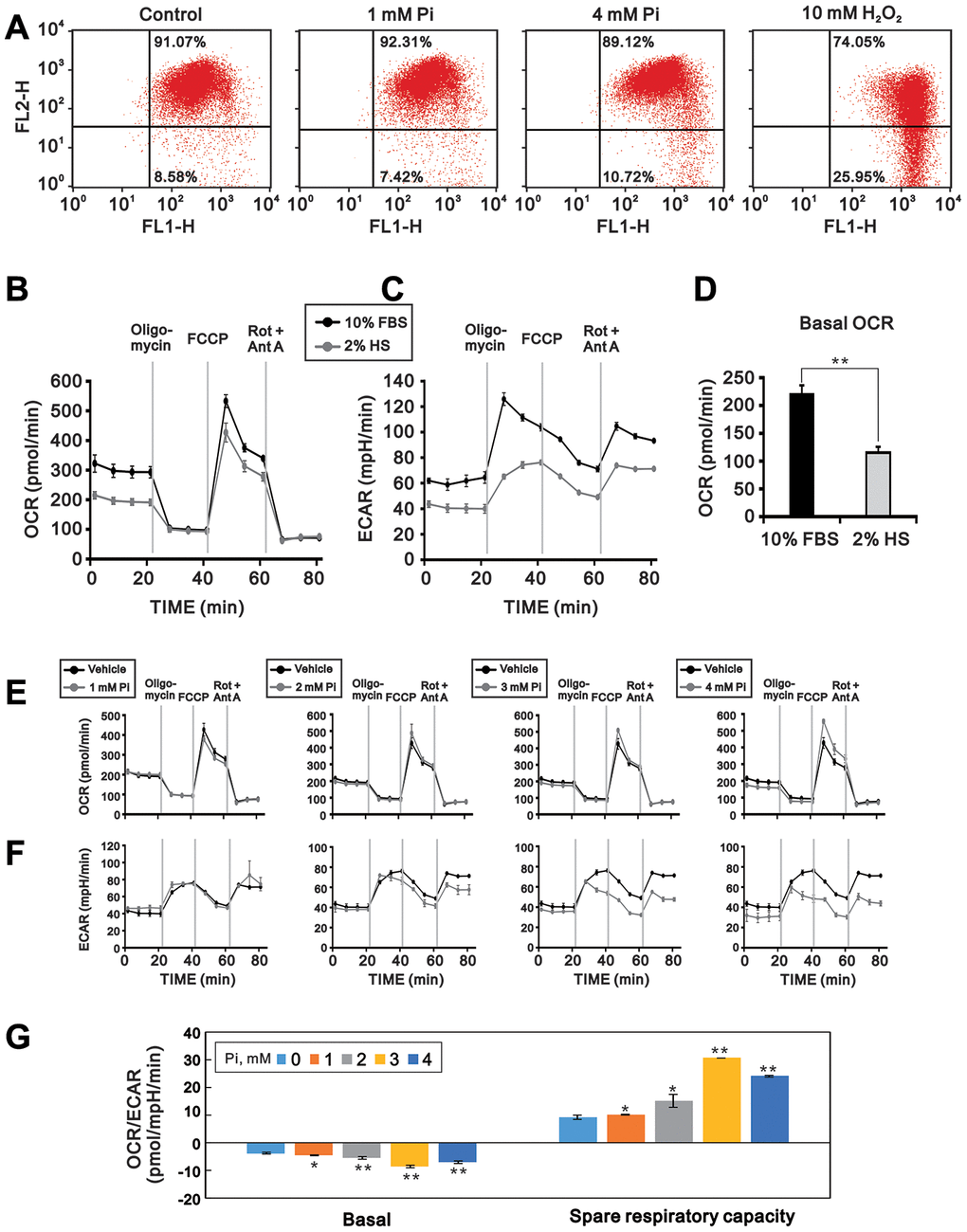 High Pi impairs mitochondrial function in differentiated C2C12 cells. Mitochondrial function was assayed by determining MMP, OCR, and ECAR in 3-day-differentiated C2C12 cells treated with the indicated concentrations of Pi for 24 h. (A) Flow cytometric analysis of MMP (JC-1 staining). Cells exposed to H2O2 (10 mM) for 1 h served as positive control. (B) OCR (pmol/min) and (C) ECAR (mpH/min) were measured in proliferating (10% FBS) and differentiated (2% HS) C2C12 cells using a Seahorse XF24 analyzer. (D) Comparison of basal OCR between proliferating and differentiated C2C12 cells. (E) OCR and (F) ECAR measurements in 3-day-differentiated C2C12 cells treated with the indicated concentrations of Pi for 24 h. (G) OCR/ECAR ratios during basal and maximal respiration in differentiated C2C12 cells treated with the indicated concentrations of Pi. Data are presented as means ± SEM. *P 