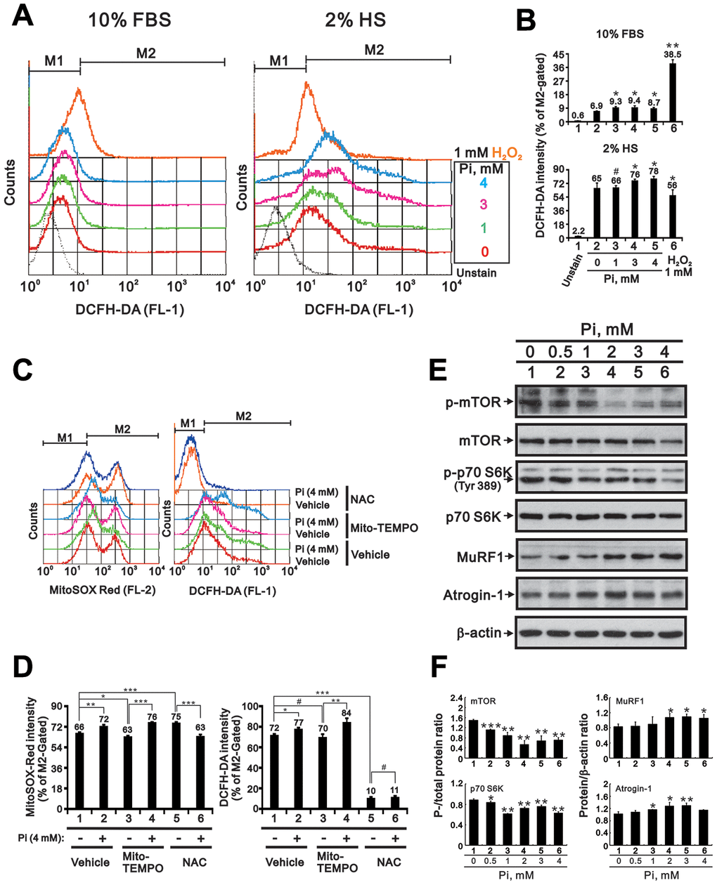 High Pi induces ROS generation in differentiated C2C12 cells. (A) Analysis of cytosolic ROS levels via H2DCFDA flow cytometry in proliferating (10% FBS) and differentiated (2% HS) C2C12 cells treated with the indicated concentrations of Pi for 24 h. (B) Bar graph summarizing the data from panel A. Cells exposed to 1 mM H2O2 served as positive control. *P C) Assessment of mitochondrial and cytosolic ROS levels via MitoSOX Red and H2DCFDA flow cytometry. Differentiated C2C12 cells were treated for 24 h with 4 mM Pi plus the mitochondria-targeted ROS scavenger Mito-TEMPO (10 μM) or the cytosolic ROS scavenger NAC (10 mM). (D) Bar graph summarizing the data from panel (C). *P E) Representative immunoblot and (F) densitometric analyses of protein synthesis (mTOR and S6K) and degradation (MuRF1 and atrogin-1) markers in 3-day-differentiated C2C12 cells treated for 24 h with the indicated concentrations of Pi. *P #P > 0.05. Data are presented as means ± SEM.
