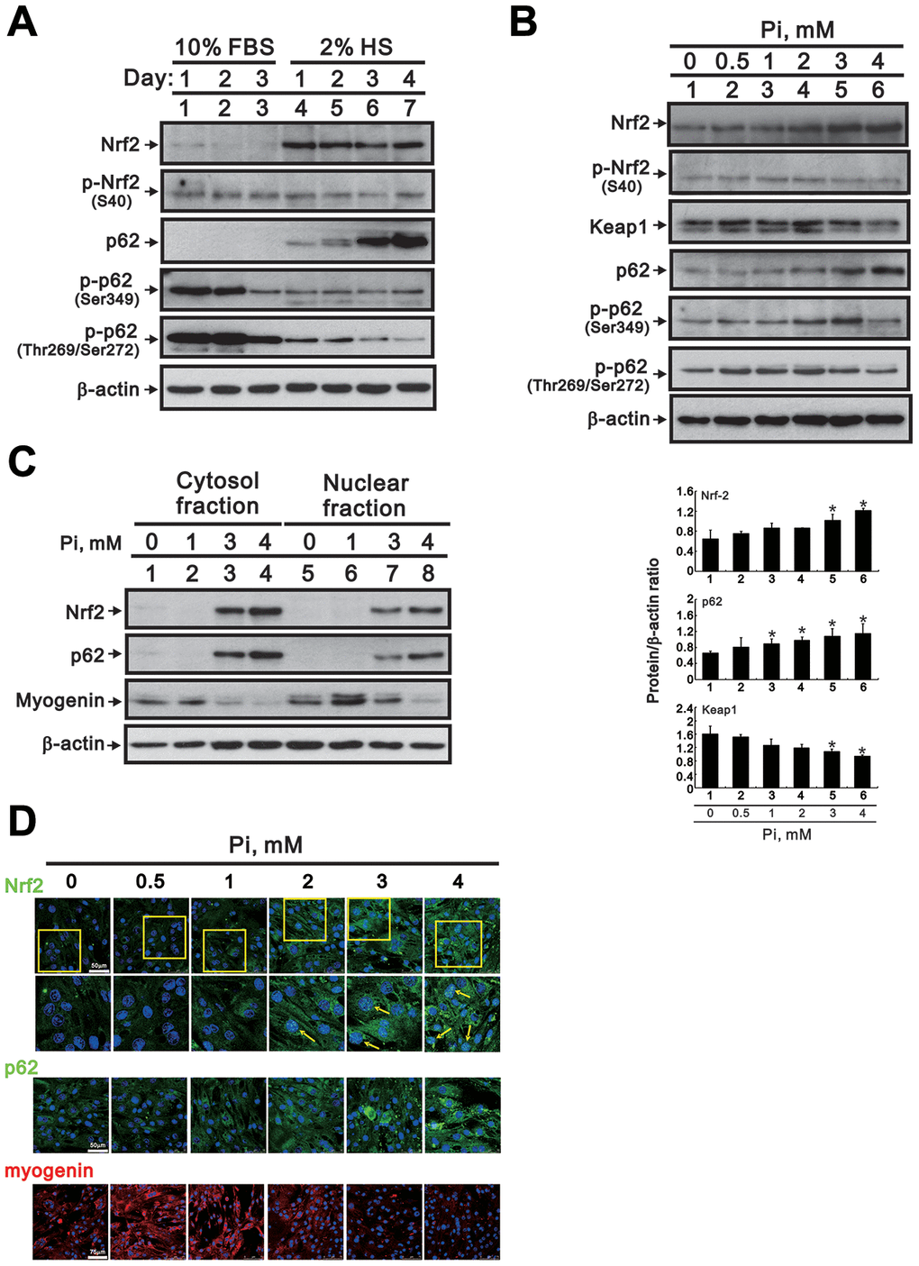 High Pi activates signaling pathways associated with oxidative stress in differentiated C2C12 cells. (A) Representative Nrf2 and p62 immunoblots from whole-cell lysates prepared from proliferating and differentiated C2C12 cells. β-actin was used as loading control. (B) Representative immunoblots (upper panel) and densitometric analysis (lower panel) of Nrf2, Keap1, and p62 expression in whole-cell lysates from 3-day-differentiated C2C12 cells treated for 24 h with the indicated Pi concentrations. Data are presented as means ± SEM. *P C) Representative immunoblots of cytosolic and nuclear Nrf2, p62, and myogenin expression in 3-day-differentiated C2C12 cells treated for 24 h with the indicated Pi concentrations. (D) Representative confocal micrographs of Nrf2 (green), p62 (green) and myogenin (red) immunofluorescence in differentiated C2C12 cells treated with the indicated Pi concentrations. Nuclei were stained using DAPI (blue). The boxed areas within Nrf2 staining images are reproduced at higher magnification in the panels immediately below. Arrows highlight positive nuclear Nrf2 expression.