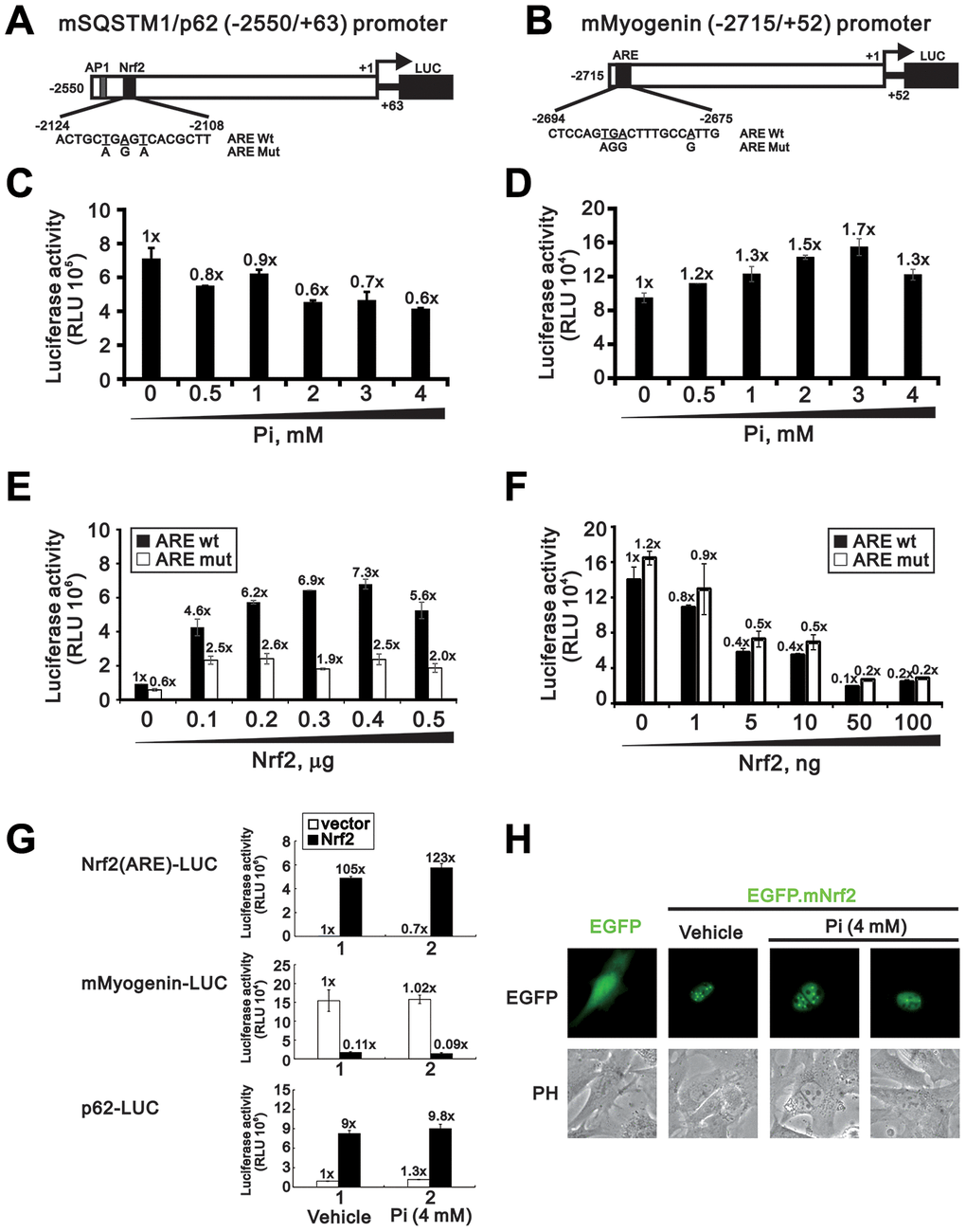 Nrf2 overexpression increases p62 and decreases myogenin promoter activity. Schematic diagram of predicted AREs (dark modules) and corresponding mutant ARE sequences within the mouse p62 (A) and myogenin (B) promoter regions, as determined using Genomatix-MatInspector software. (C, D) Luciferase reporter assay results. C2C12 cells were transiently transfected with a mSQSTM1/p62 (-2550/+63)-LUC reporter (C) or a myogenin (-2715/+52)-LUC reporter (D) and then treated for 24 h with the indicated Pi concentrations. (E, F) Luciferase activity measurements in C2C12 cells transiently co-transfected (24 h) with an Nrf2 expression plasmid plus a mSQSTM1/p62 (-2550/+63)-LUC (E) or a myogenin (-2715/+52)-LUC (F) reporter plasmid containing wild-type or mutant AREs. (G) Luciferase activity measurements in C2C12 cells transiently co-transfected with Nrf2(ARE)-LUC, mSQSTM1/p62 (-2550/+63)-LUC, or myogenin (-2715/+52)-LUC reporter plasmids plus an Nrf2 expression plasmid and treated for 24 h with the indicated Pi concentrations. (H) Representative fluorescence micrographs of C2C12 cells transfected with 0.5 μg of pEGFP.mNrf2 or pEGFP plasmid DNA in the presence or absence of 4 mM Pi. Data are presented as means ± SEM. PH, phase contrast.