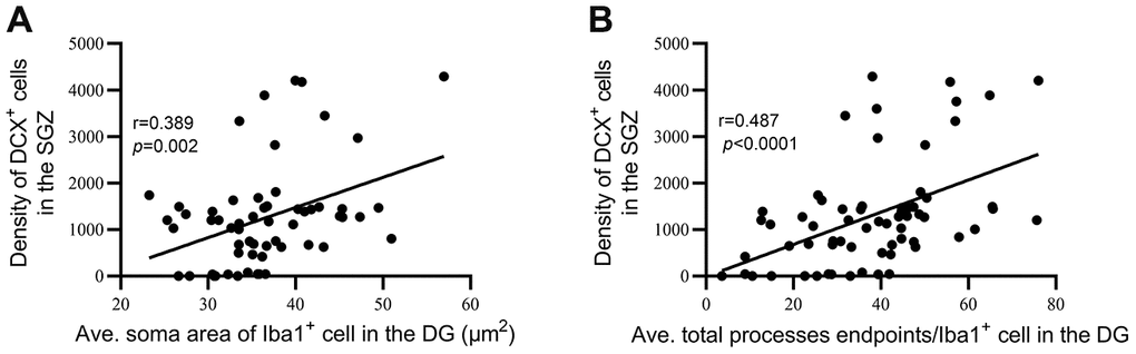 Hippocampal neurogenesis was significantly correlated with dystrophic microglial morphology. (A) Correlation between the average soma area of Iba1+ cells in the DG and the density of DCX+ cells in the SGZ. (B) Correlation between average total process endpoints per Iba1+ cell in the DG and density of DCX+ cells in the SGZ.