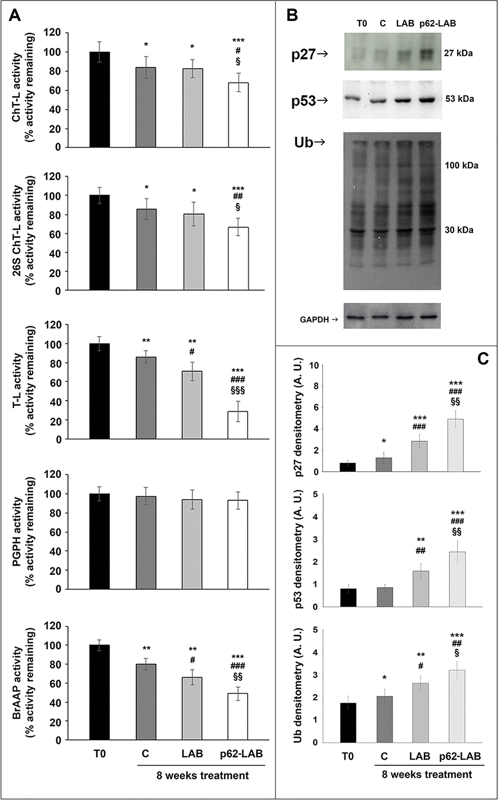 Proteasome functionality in brain homogenates of 3xTg-AD mice. The ChT-L, T-L, PGPH and BrAAP components of the 20S proteasome and the ChT-L activity of the 26S proteasome were measured using fluorogenic peptides as reported in the Material and Method section (panel A) (*p**p***p# p## p###p§p§§p§§§pB) and related densitometry (panel C). GAPDH was used as a control to check equal protein loading (*p**p***p#p## p###p§p§§p