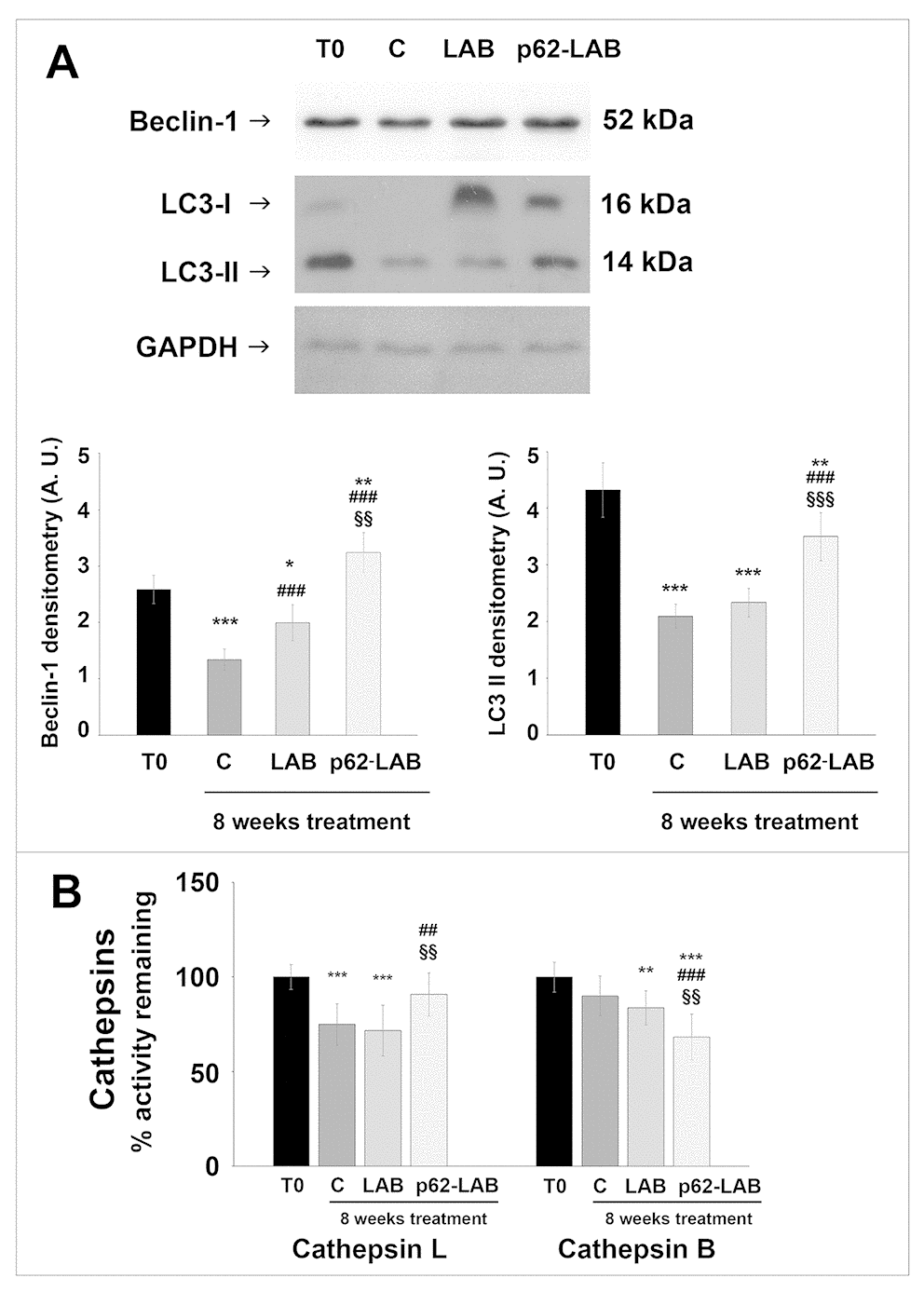 Autophagic markers in the brain of 3xTg-AD mice. Beclin-1 and LC3 II expression in brain homogenates of 3xTg-AD mice (panel A). GAPDH was used as a control to check equal protein loading (*p**p***p###p§§p§§§pB) (**p***p##p###p§§p