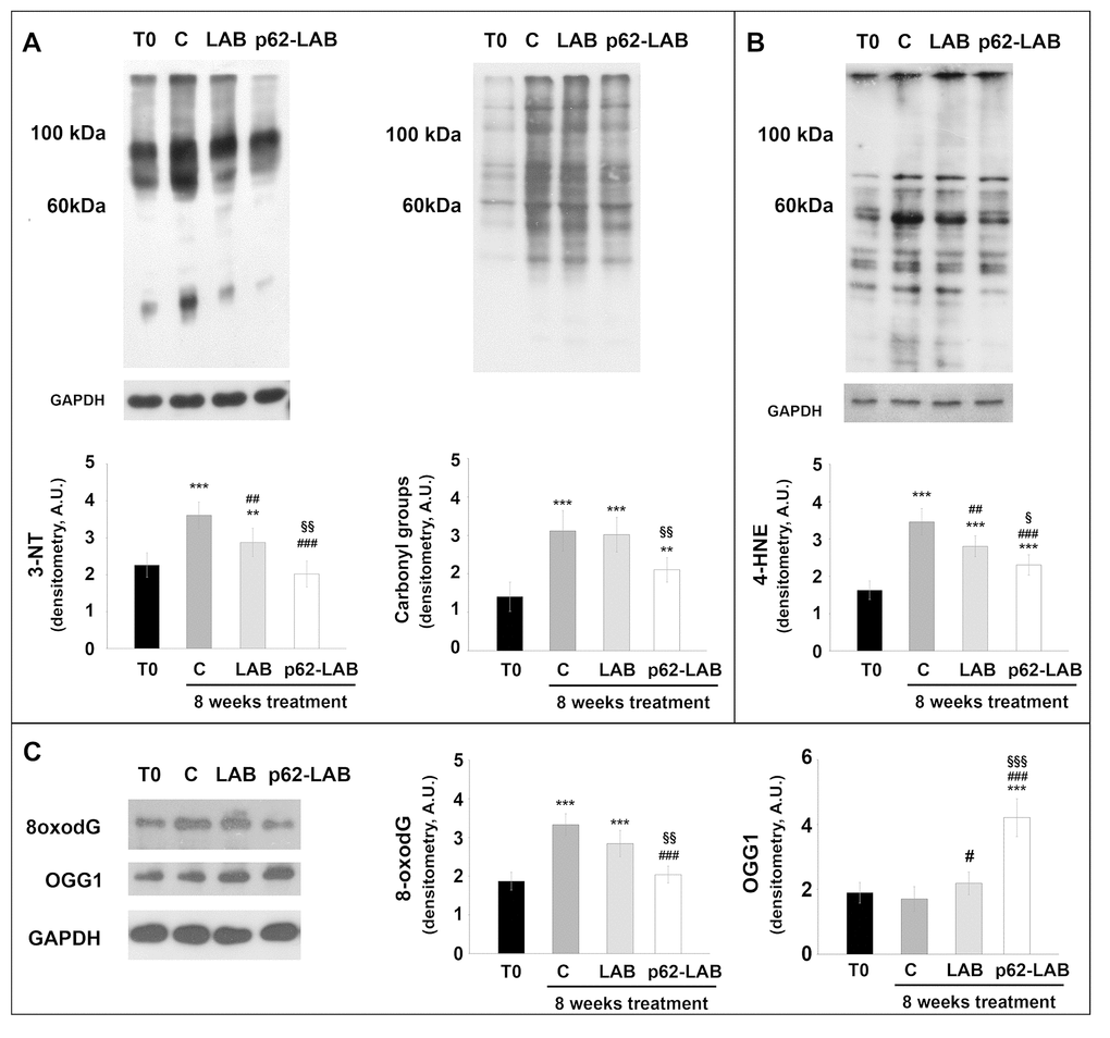 Treatment effects on proteins, lipids and DNA oxidation. Determination of carbonyls and 3-NT (panel A), 4-HNE (panel B), 8-oxodG and OGG1 (panel C) in brain homogenates of 3xTg-AD mice (T0, C, LAB and p62-LAB groups). GAPDH was used as a control to check equal protein loading (*p##p###p§p§§p§§§p