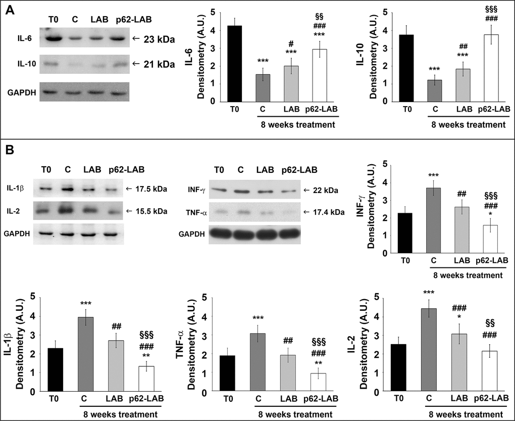 Treatment effects on brain anti- and pro-inflammatory cytokines. Detection of anti-inflammatory (panel A) and pro-inflammatory (panel B) cytokines by Western blot analysis in brain homogenates of 3xTg-AD mice (T0, C, LAB and p62-LAB groups). GAPDH was used as a control to check equal protein loading (*p# p## p###p§§p§§§p