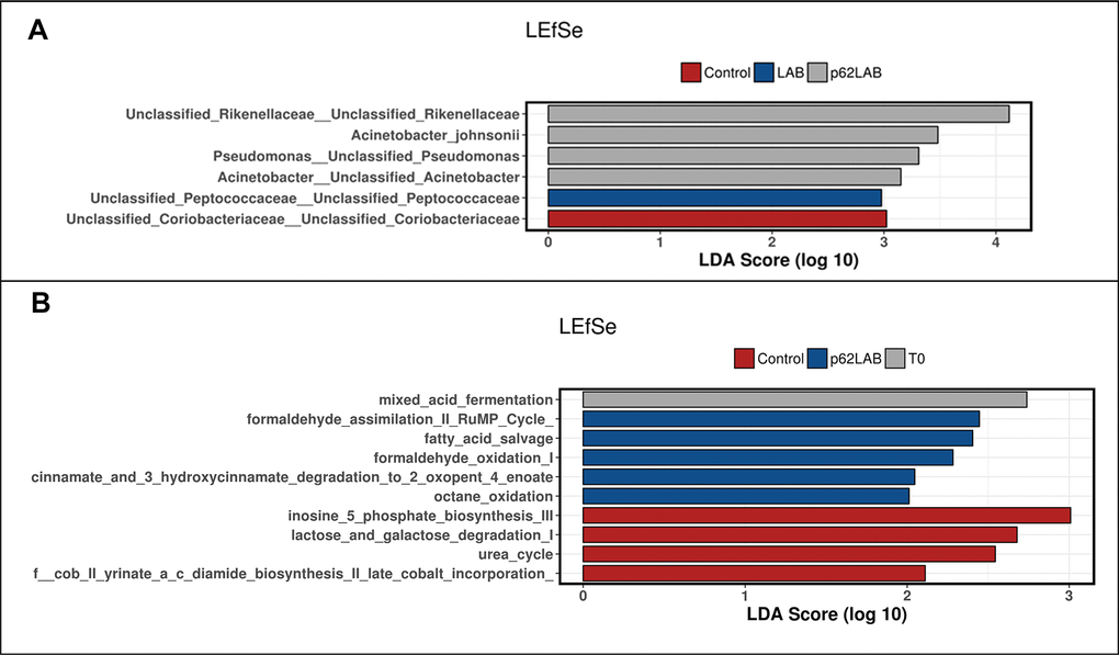 Linear discriminant analysis effect size (LefSe) of bacterial taxa and KEEG pathways. LefSe of bacterial taxa and their association with C, LAB and p62-LAB groups. Only LefSe values >2 are shown (panel A). LEfSe of the differentially abundant KEGG pathways in T0, C and p62-LAB groups. Only LefSe values >2 are shown (panel B).