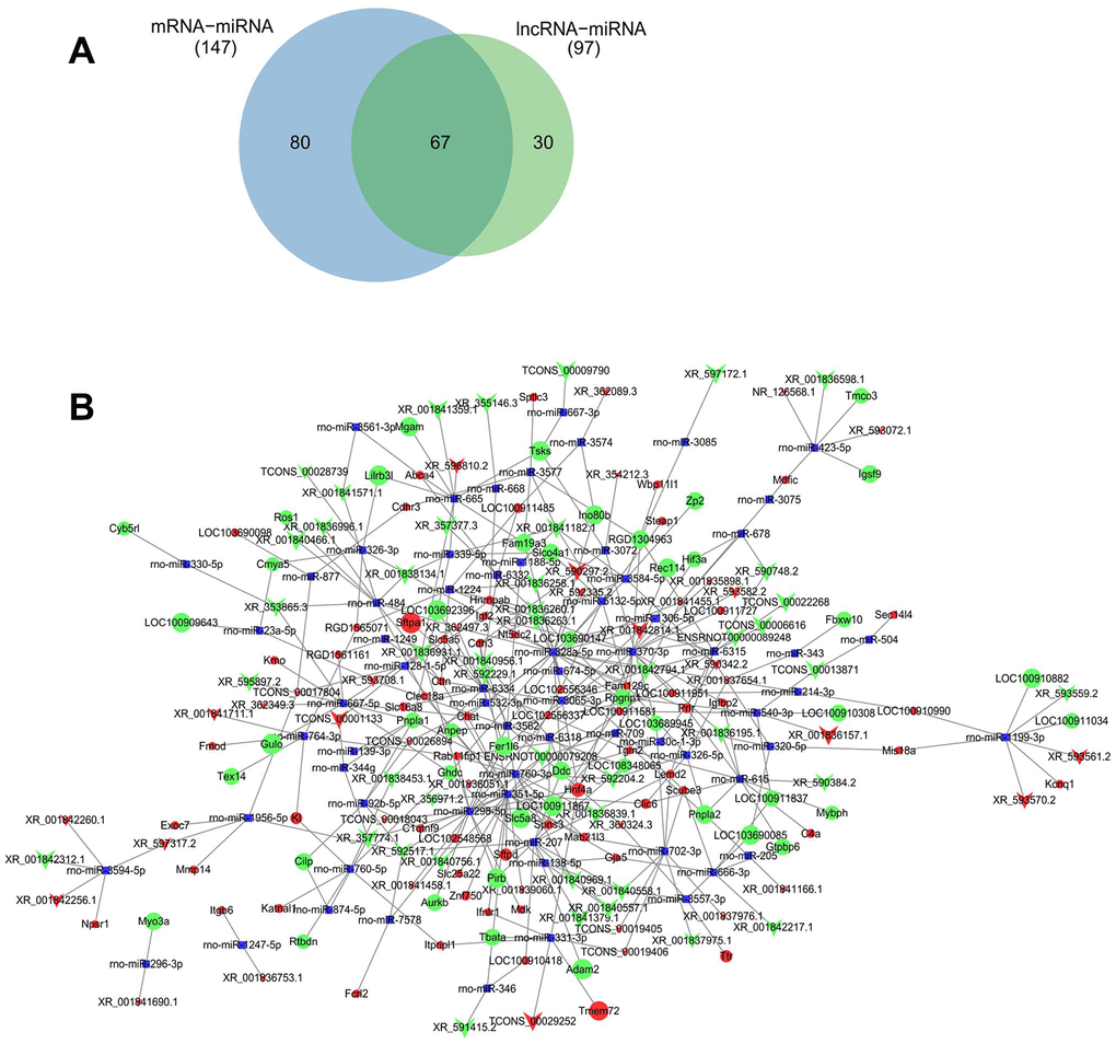 ceRNAs regulatory network of lncRNA-miRNA-mRNA. Predicted common miRNA regulated by differentially expressed lncRNA and mRNA (A). ceRNAs regulatory network of lncRNA-miRNA-mRNA was constructed with differentially expressed lncRNAs and their predicted binding miRNAs, and differentially expressed mRNA and their predicted binding miRNAs by Cytoscape V3.7.0 software (B). Red and green balls represent the upregulated and downregulated mRNAs, red and green arrows represent the upregulated and downregulated lncRNAs, and small blue squares represent miRNA. The size of balls, arrows and squares represents degree of P values.