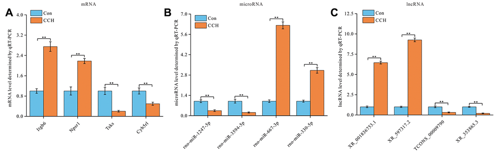 Validation of lncRNAs-miRNAs-mRNAs regulatory network. Four lncRNAs-miRNAs-mRNAs regulatory pairs were selected for validation by qRT-PCR (n=3). (A) mRNA relative level, (B) microRNA relative level, and (C) lncRNA relative level were showed. **, P