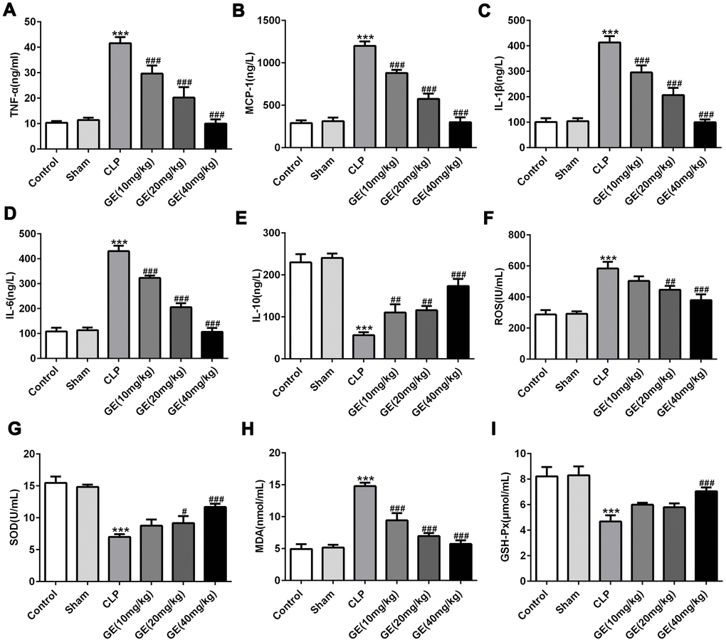 Effect of GE on sepsis-induced inflammatory response and oxidative injury. The concentrations of inflammatory cytokines in blood including tumor necrosis factor (TNF)-α, interleukin (IL)-6, IL-10, IL-1β, and monocyte chemotactic protein 1 (MCP-1) in blood were measured using ELISA kit (A–E). Superoxide dismutase (SOD), malondialdehyde (MDA) and glutathione peroxidase (GSH-px) and reactive oxygen species (ROS) were measured using their corresponding test kits (F–I). ***p