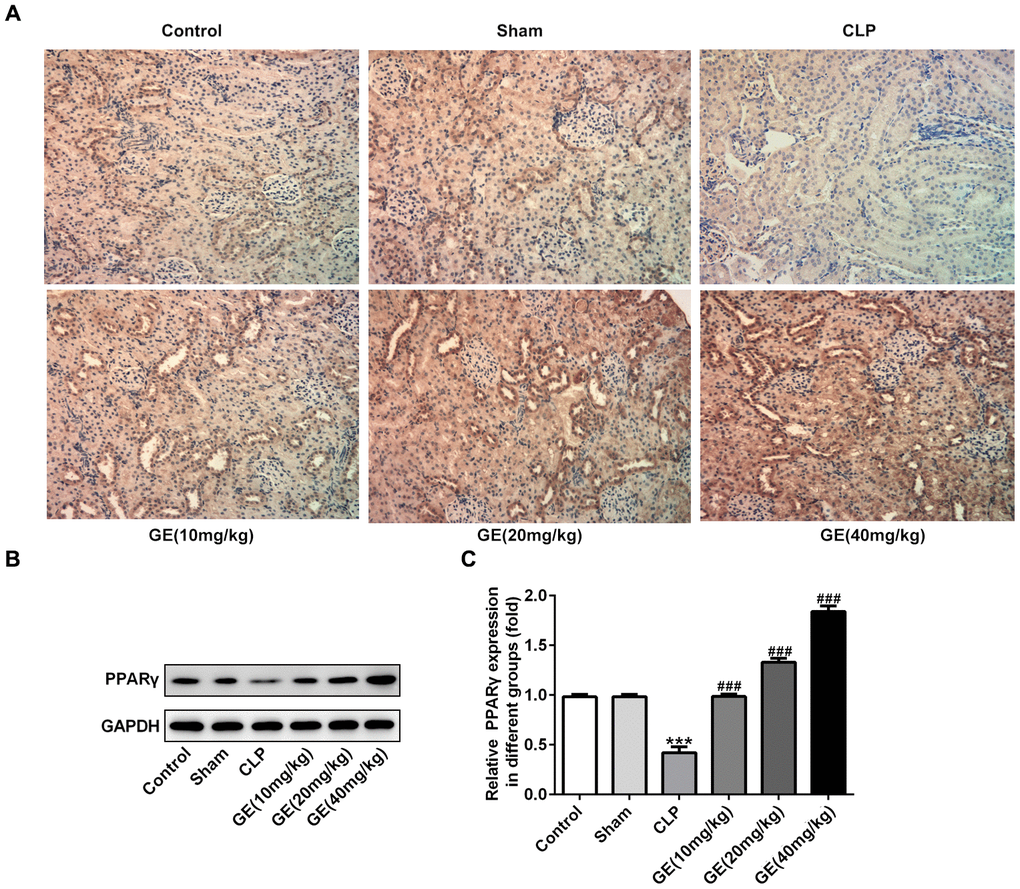 Effect of GE on PPARγ expression. The expression of PPARγ in kidney tissue of each group was determined by immunohistochemical analysis (A). Besides, western blot was performed to determine the protein expression of PPARγ (B, C). ***p