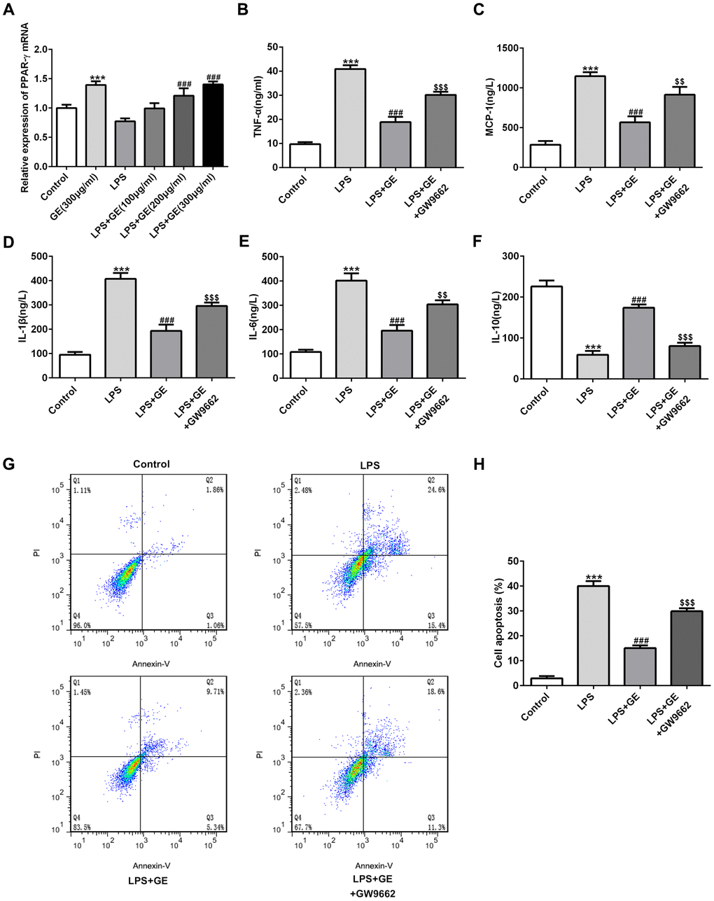 Inhibition of PPARγ abolished the effect of GE. LPS-induced HK-2 cells was utilized to simulate sepsis-induced kidney injury. Cells were treated with GE (100 μg/ml, 200 μg/ml, 300 μg/ml), and the mRNA level of PPARγ was detected by qRT-PCR (A). GW9662, a PPARγ antagonist, was employed to treat HK-2 cells, and then the concentrations of inflammatory cytokines including TNF-α, IL-6, IL-10, IL-1β, and MCP-1 in each group were measured using ELISA kit (B–F). Cell apoptotic rate in each group was determined via usage of flow cytometry analysis (G, H). **, ***p