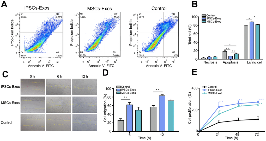 Evaluation of the effect of iPSCs/MSCs-Exos on HCECs. (A) HCECs were treated with 500 μg/ml iPSCs/MSCs-Exos or DMEM/F12 for 24 h and followed with apoptosis assay. (B) The percentage of cells at each stage is shown by the bar graphs. The iPSCs-Exos treatment group exhibited a lower proportion of apoptotic cells and a higher proportion of living cells than the control and MSCs-Exos treatment group. (C) HCECs were treated with 500 μg/ml iPSCs/MSCs-Exos for 12 h and followed with a scratch experiment. ImageJ was used to measure the cell migration area. (D) The cell migration rate was quantified at 6 and 12 h and is shown by bar graphs. The migration area was highest in iPSCs-Exos treated group at both 6 h and 12 h. (E) HCECs were treated with 500 μg/ml iPSCs/MSCs-Exos or DMEM/F12 for 72 h. Cell viability was detected by a CCK-8 kit and the results are shown with line graphs. iPSCs/MSCs-Exos increased cell viability at 24 h, 48 h and 72 h compared with that of the control. The data shown here are the mean ± SEM from three independent experiments. * P