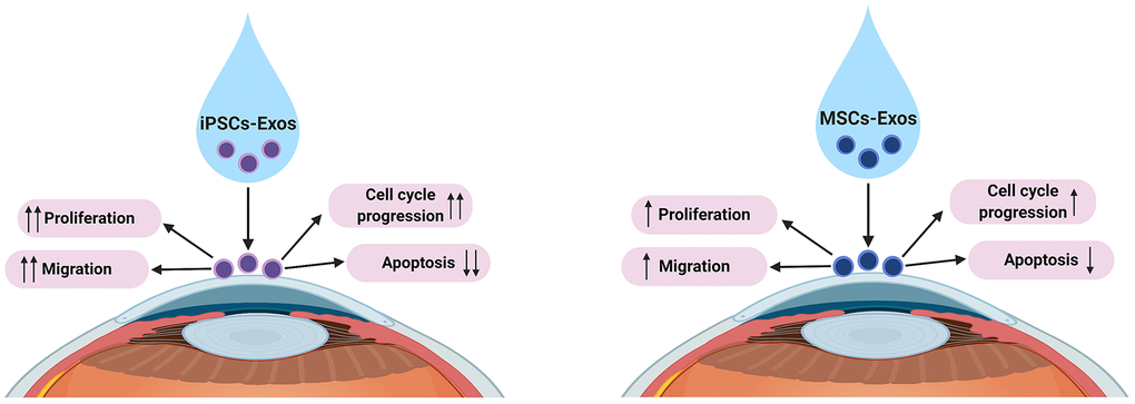 Proposed underlying mechanisms of iPSCs/MSCs-Exos in corneal epithelial defect healing. We propose that both iPSCs-Exos and MSCs-Exos can promote corneal epithelial repair and regeneration by enhancing HCECs proliferation, migration, promoting cell cycle development and attenuating apoptosis. iPSCs-Exos showed stronger effect on HCECs than MSCs-Exos in all aspects.